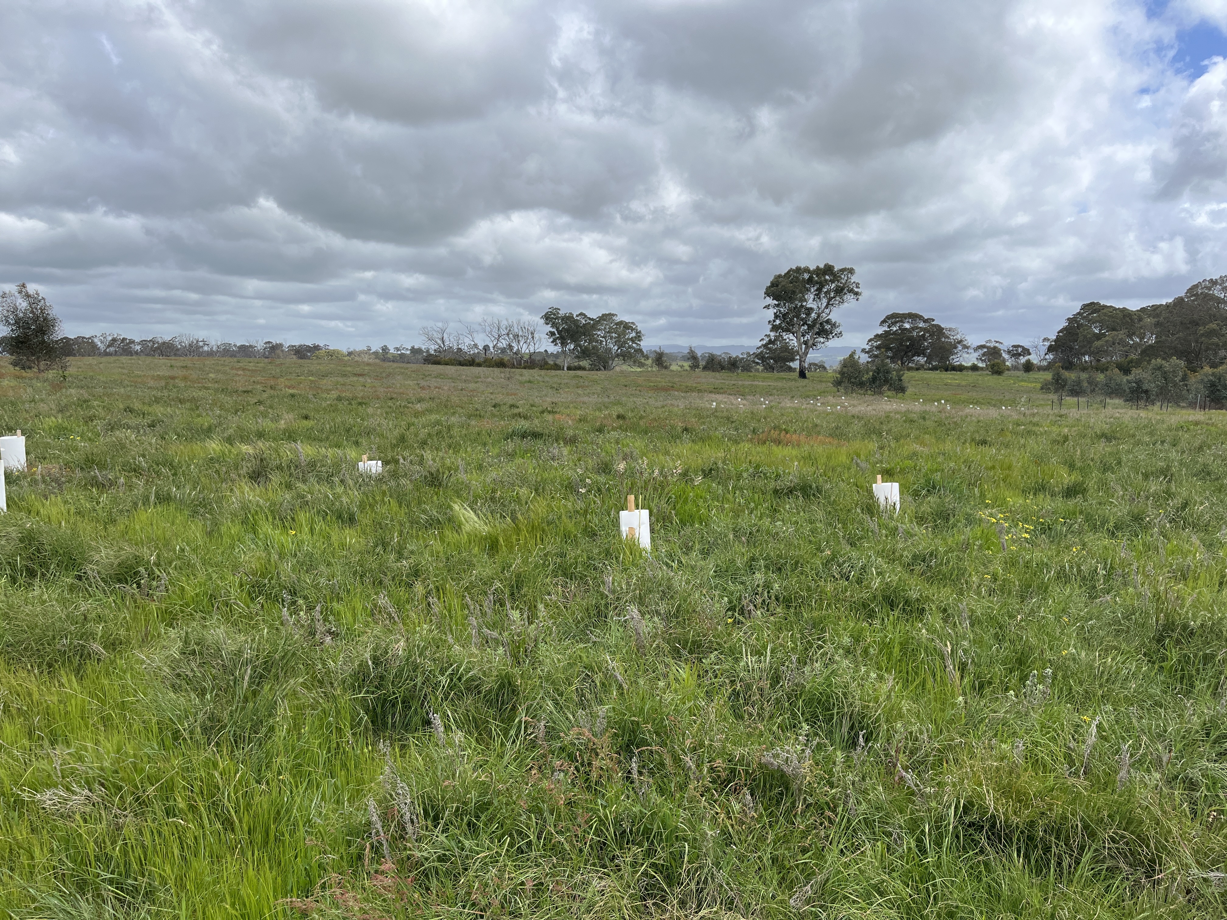 36 Good ground cover and diversity in plant species