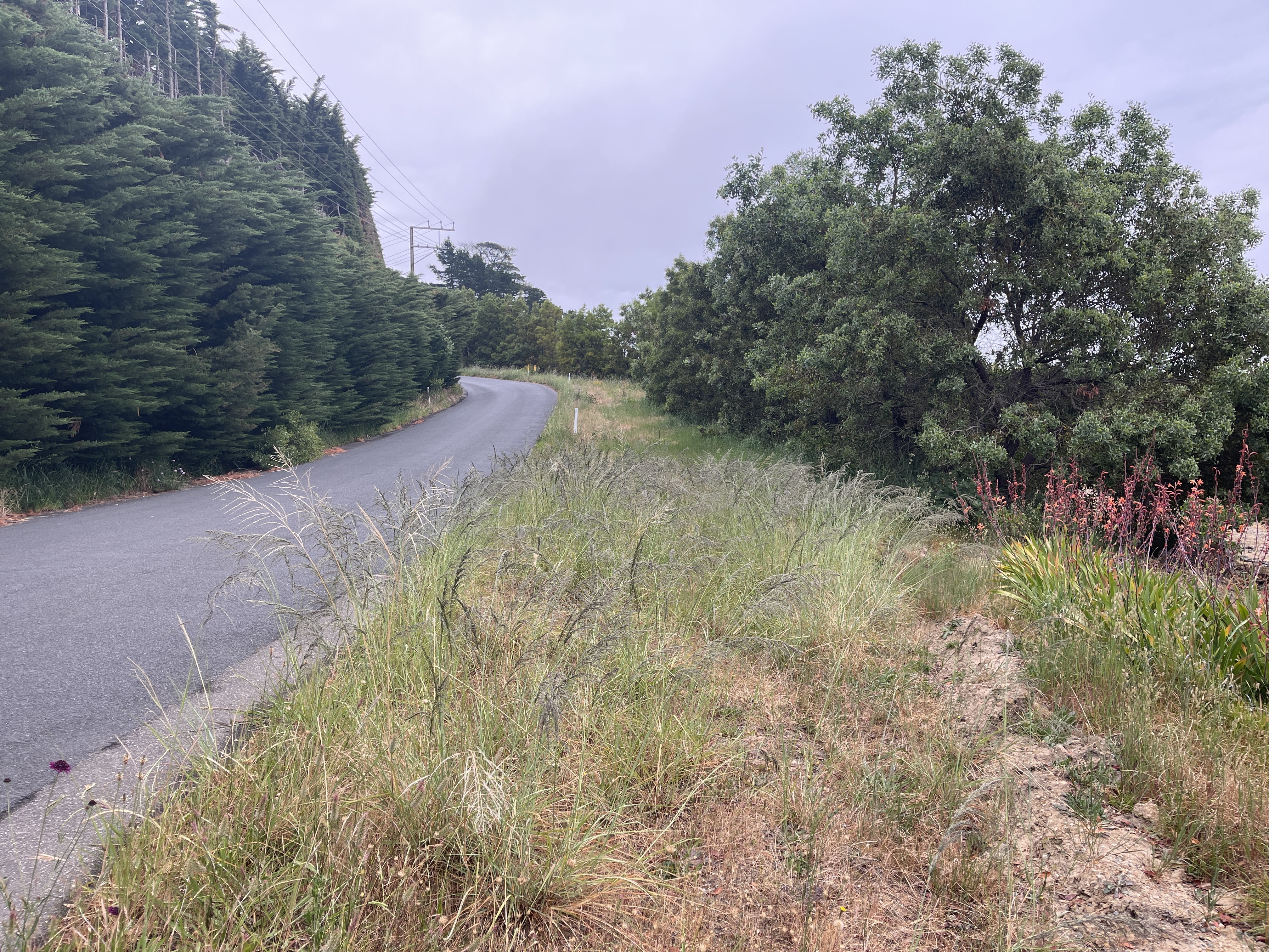 African Lovegrass Removal Roadside Range Road 15 November 2023 2