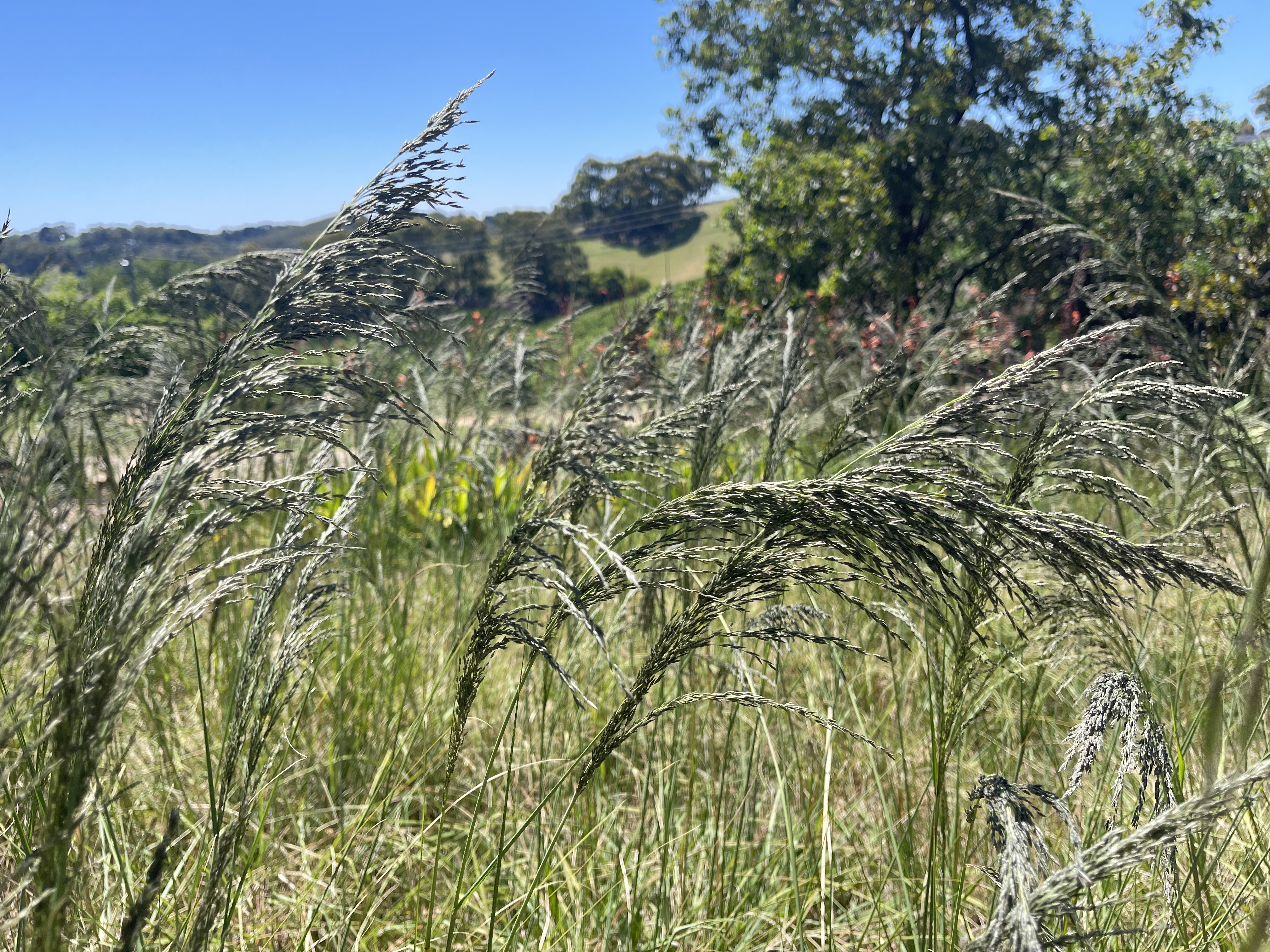 African Lovegrass Roadside Range Road 12