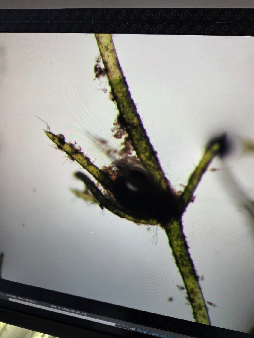 Algae Stewardship News