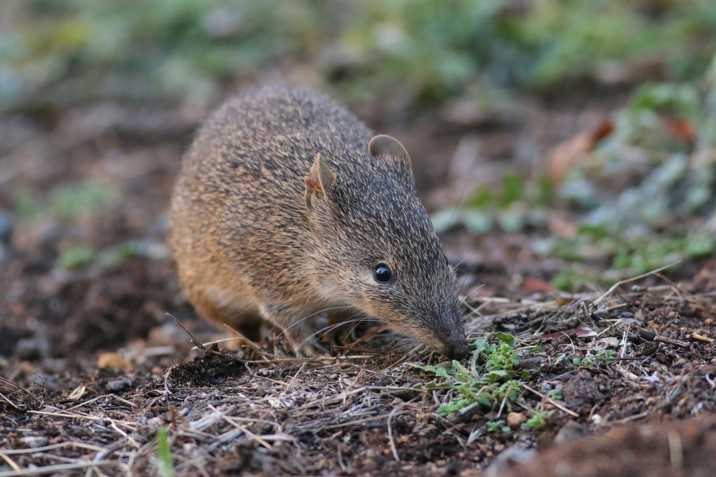 April Southern Brown Bandicoot MS