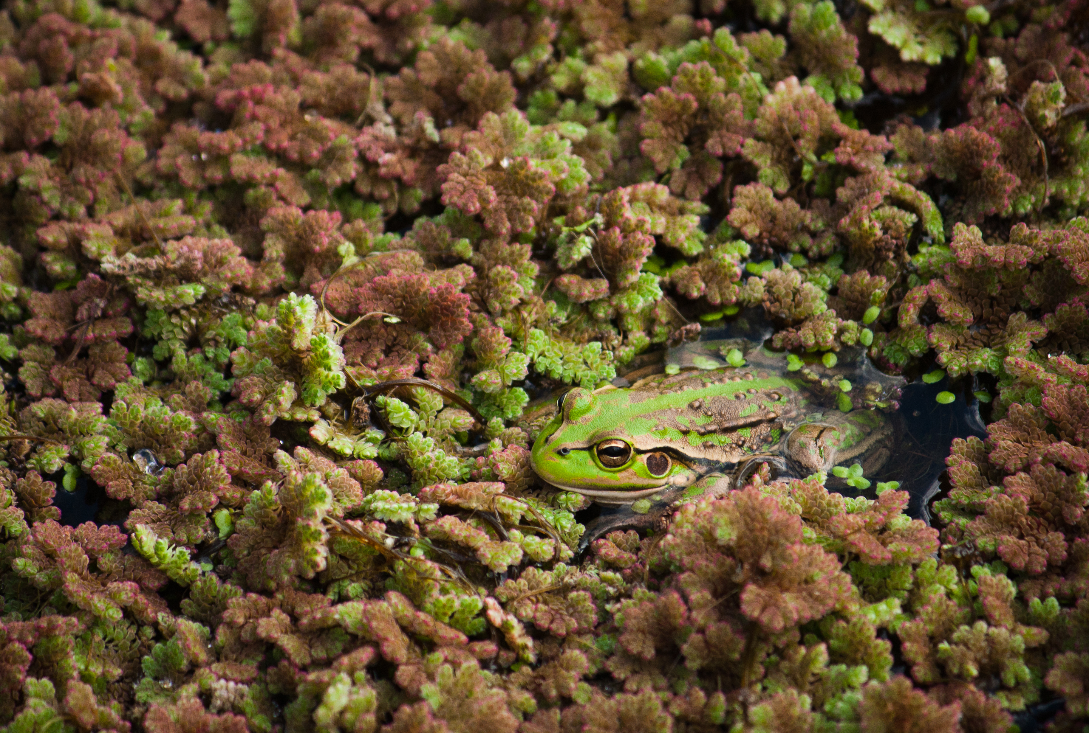 Southern Bell Frog in a pond