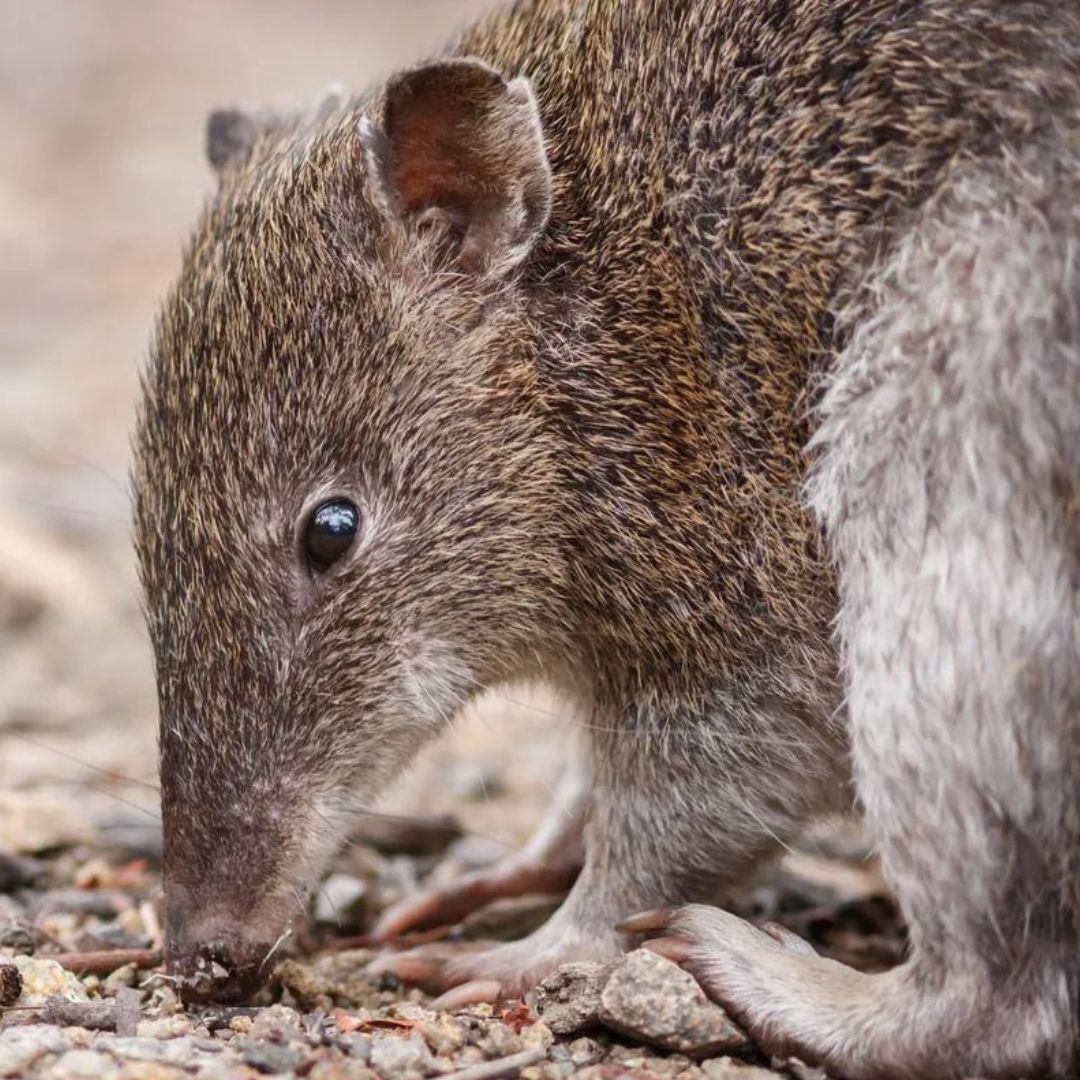 Bandicoot