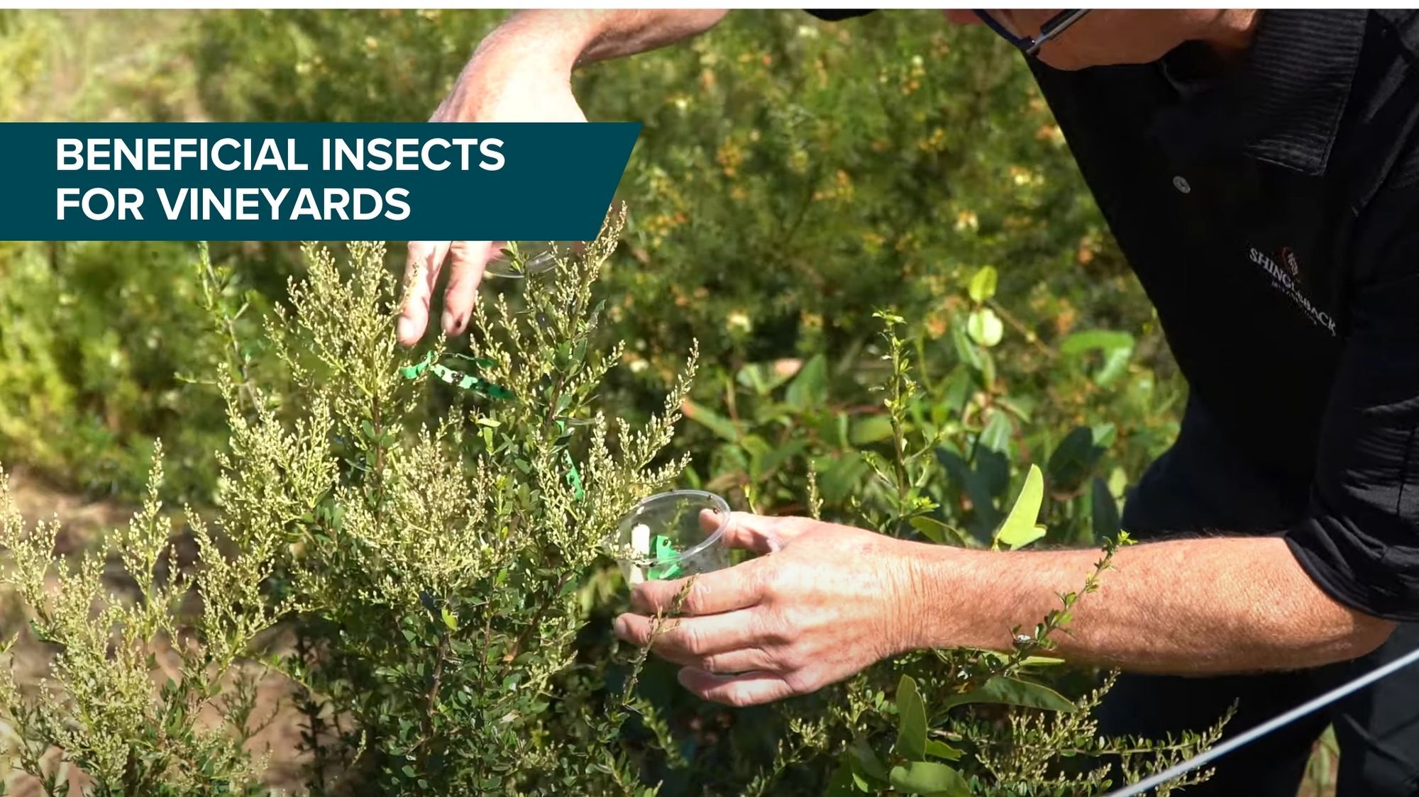 Beneficial Insects Thumbnail