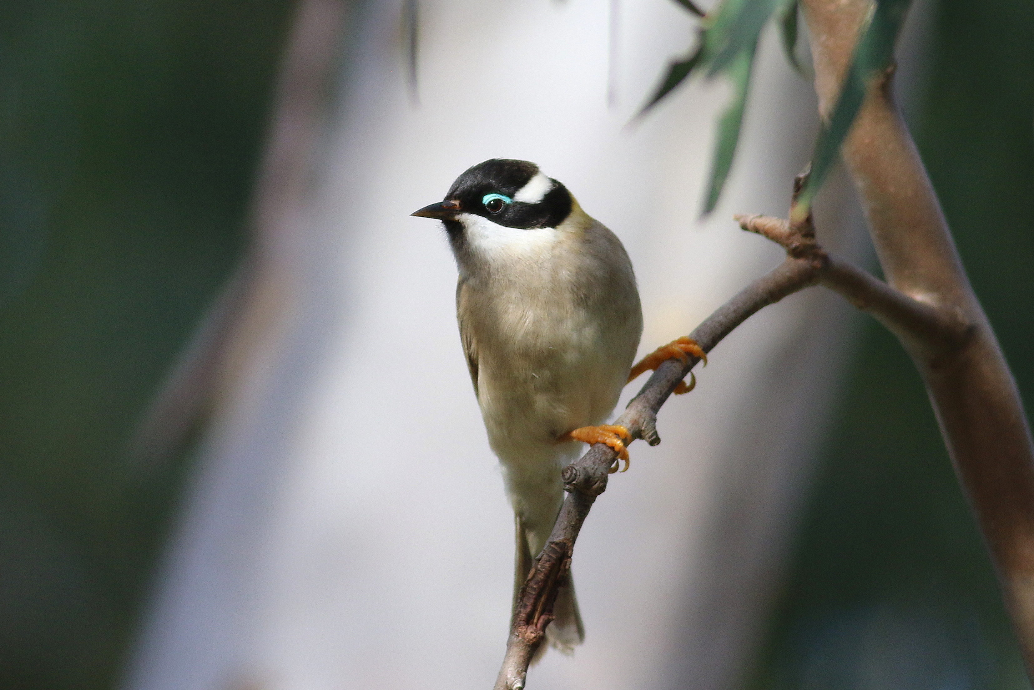 Black chinned Honeyeater 1 M Stokes