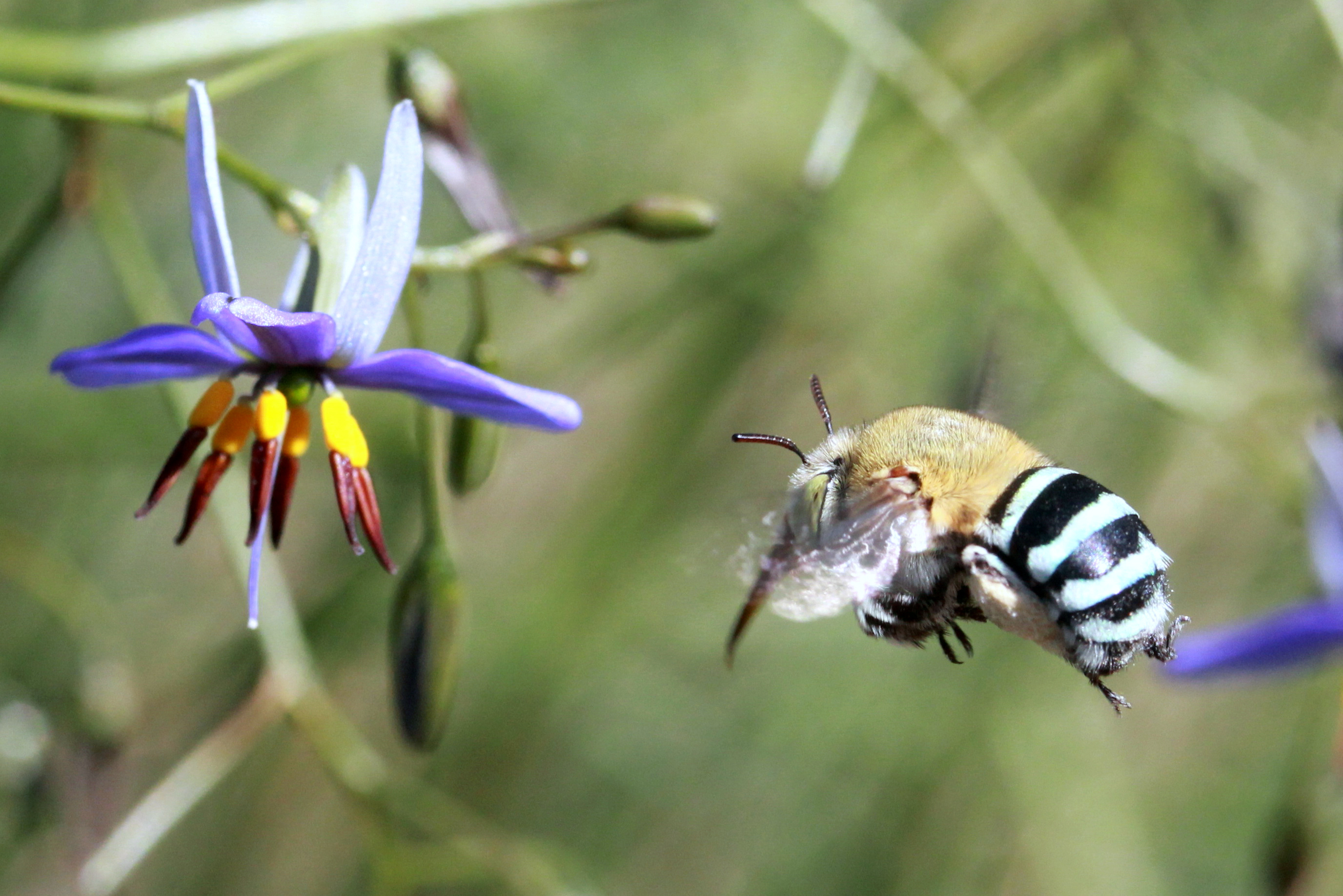 Blue Banded Bee Dianella