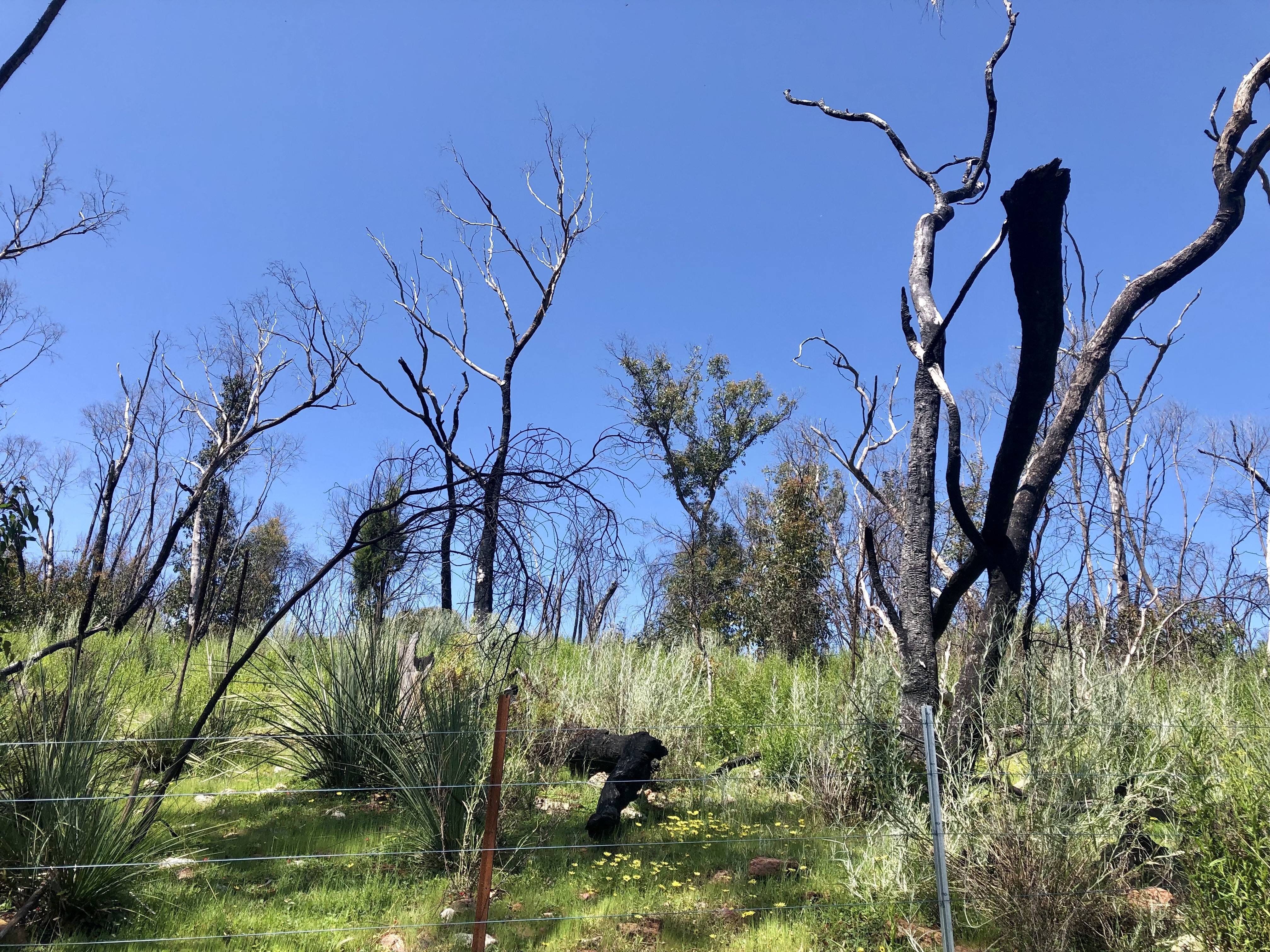 Bushfire recovery