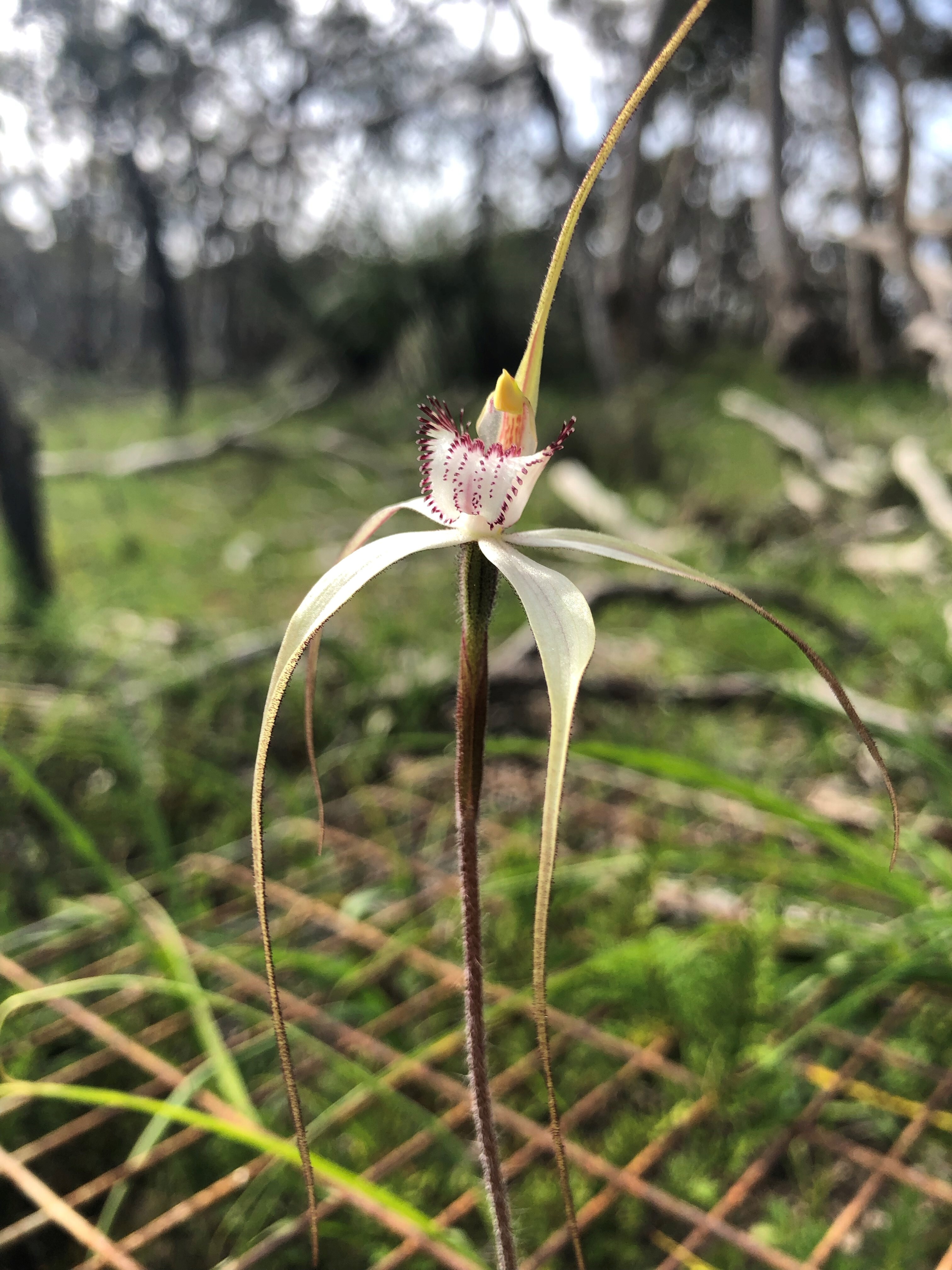 Caladenia argocalla JS