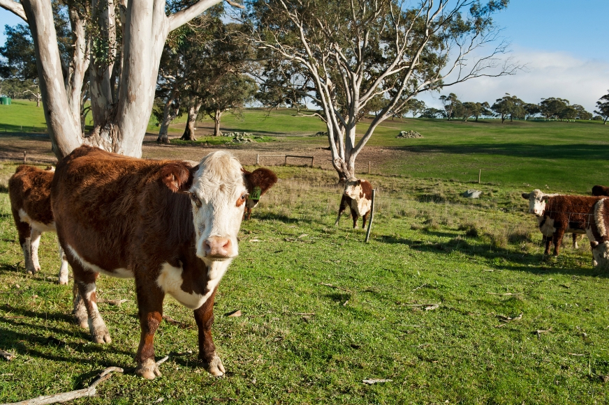 Carbon Farming Cow