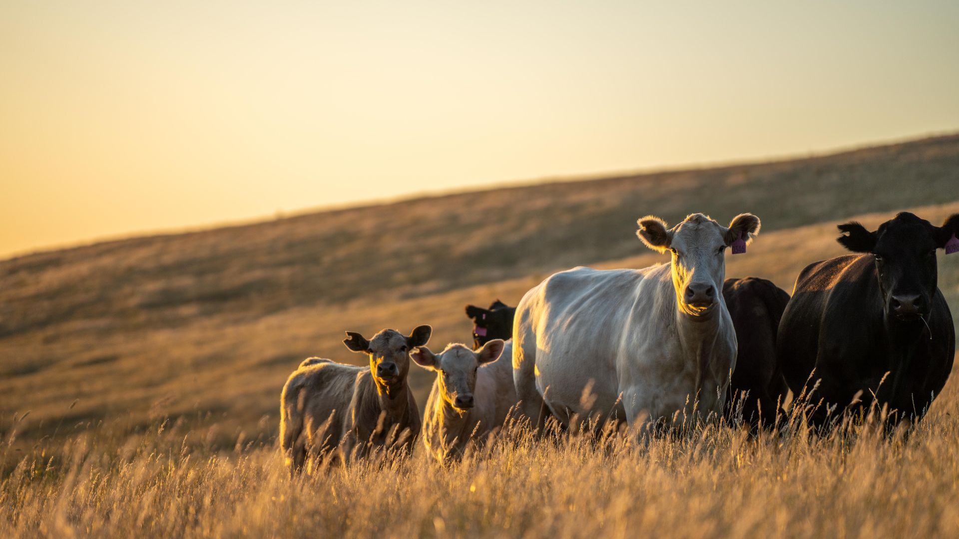 Cattle shutterstock 2417686249