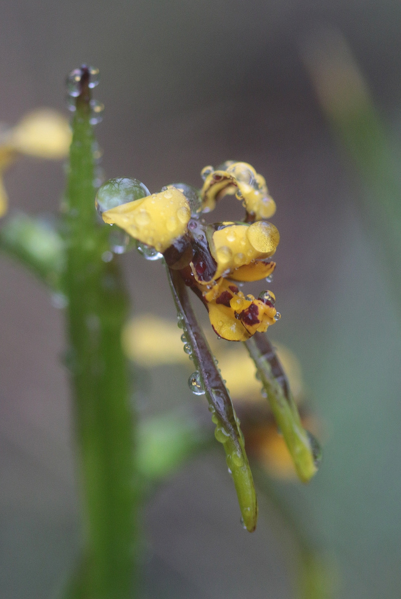 Cinnamon Donkey Orchid MS