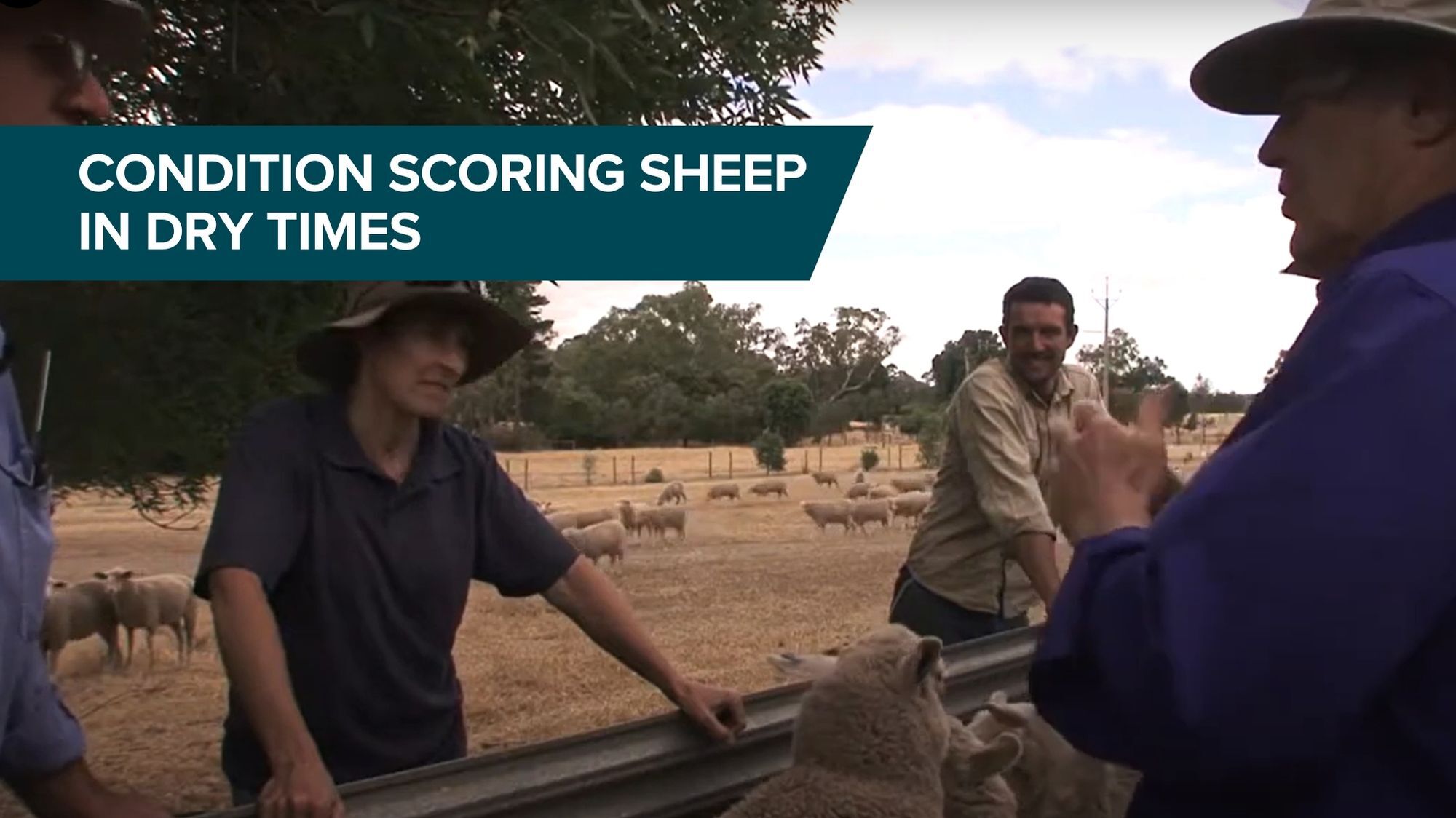 Condition scoring sheep
