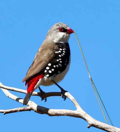 Diamond firetail Phil Baron1