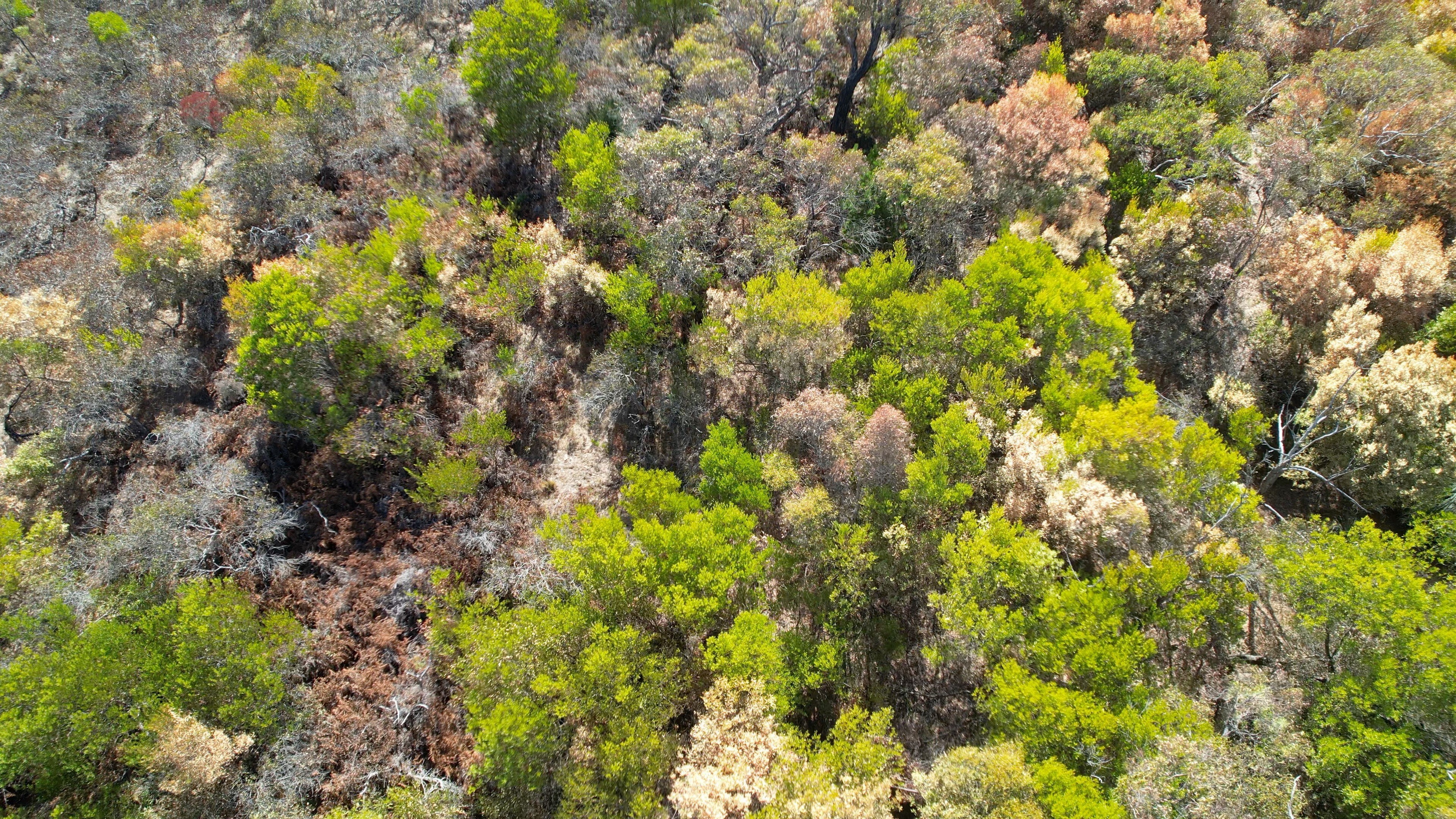 Dieback from dry conditions