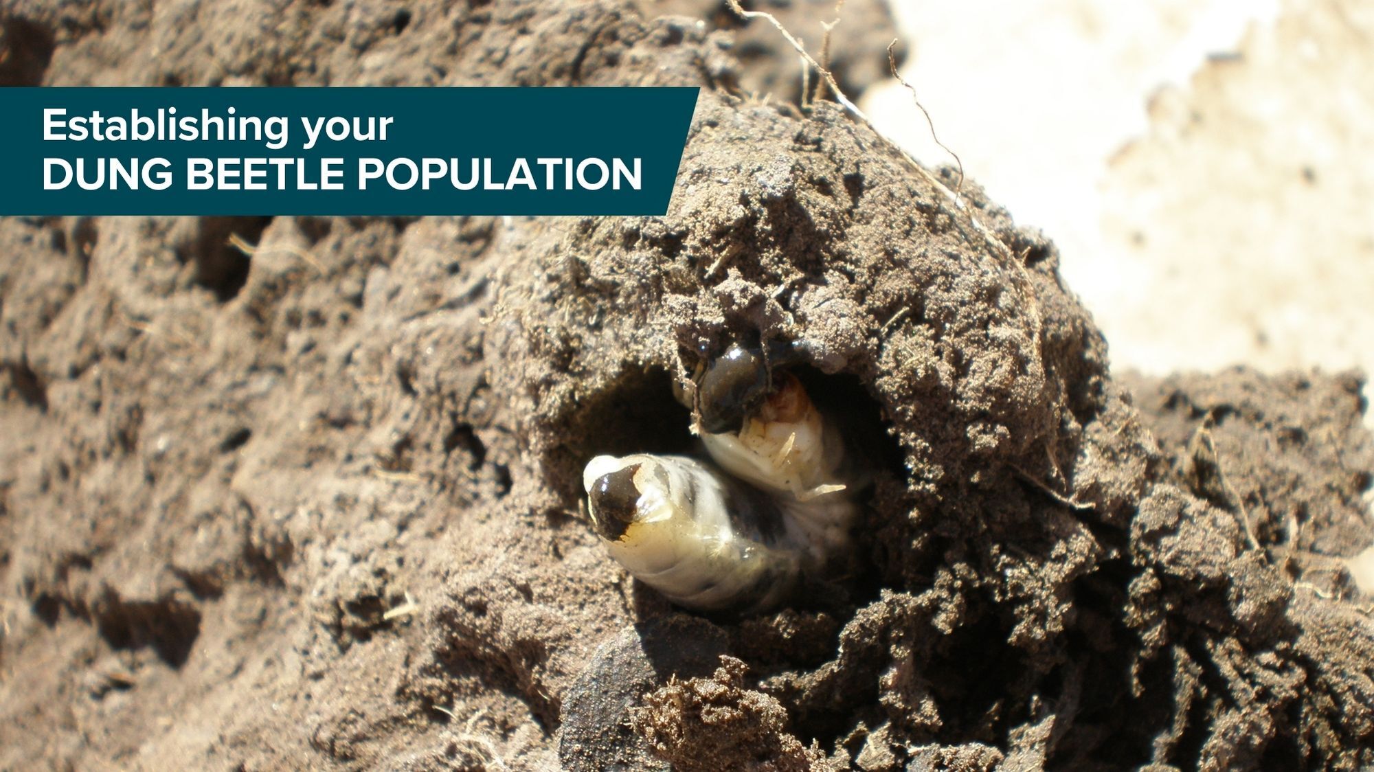 Dung Beetles Establishment Thumbnail