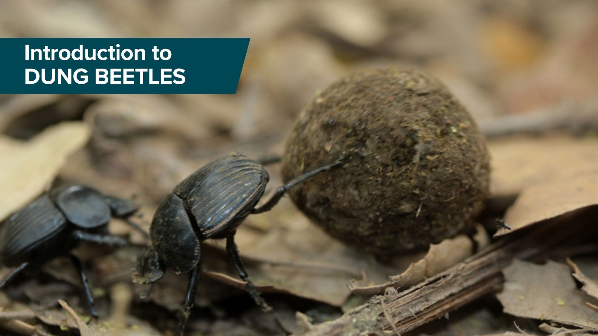Dung Beetles Intro Thumbnail