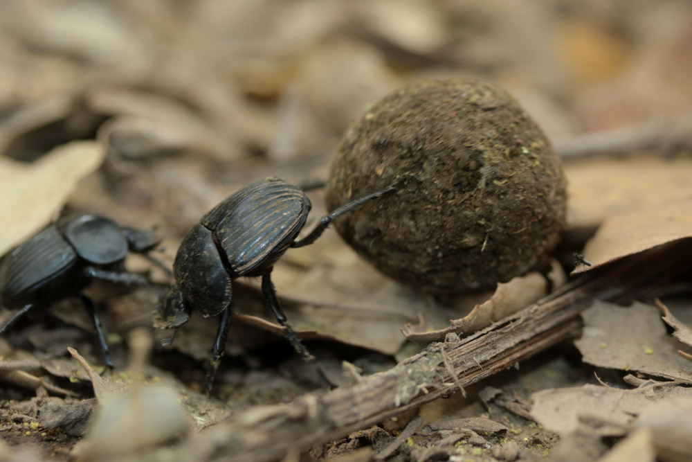 Dung beetle Pushing Uphill Sardinia