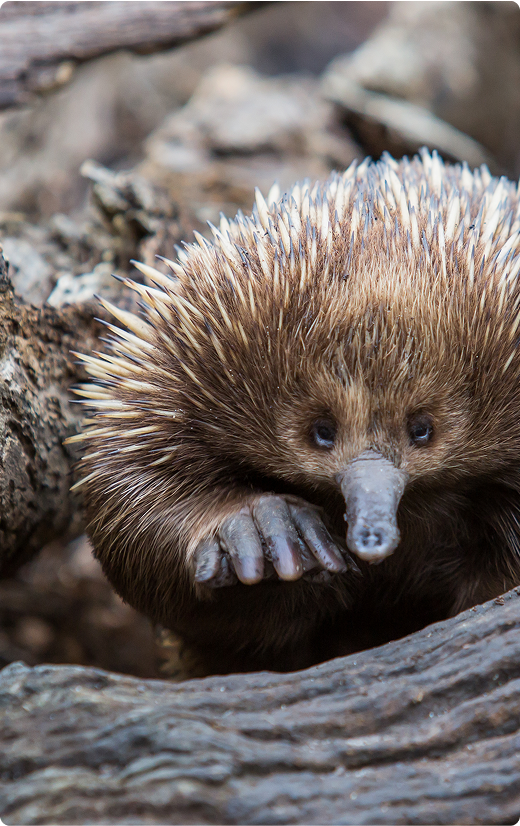 Echidna