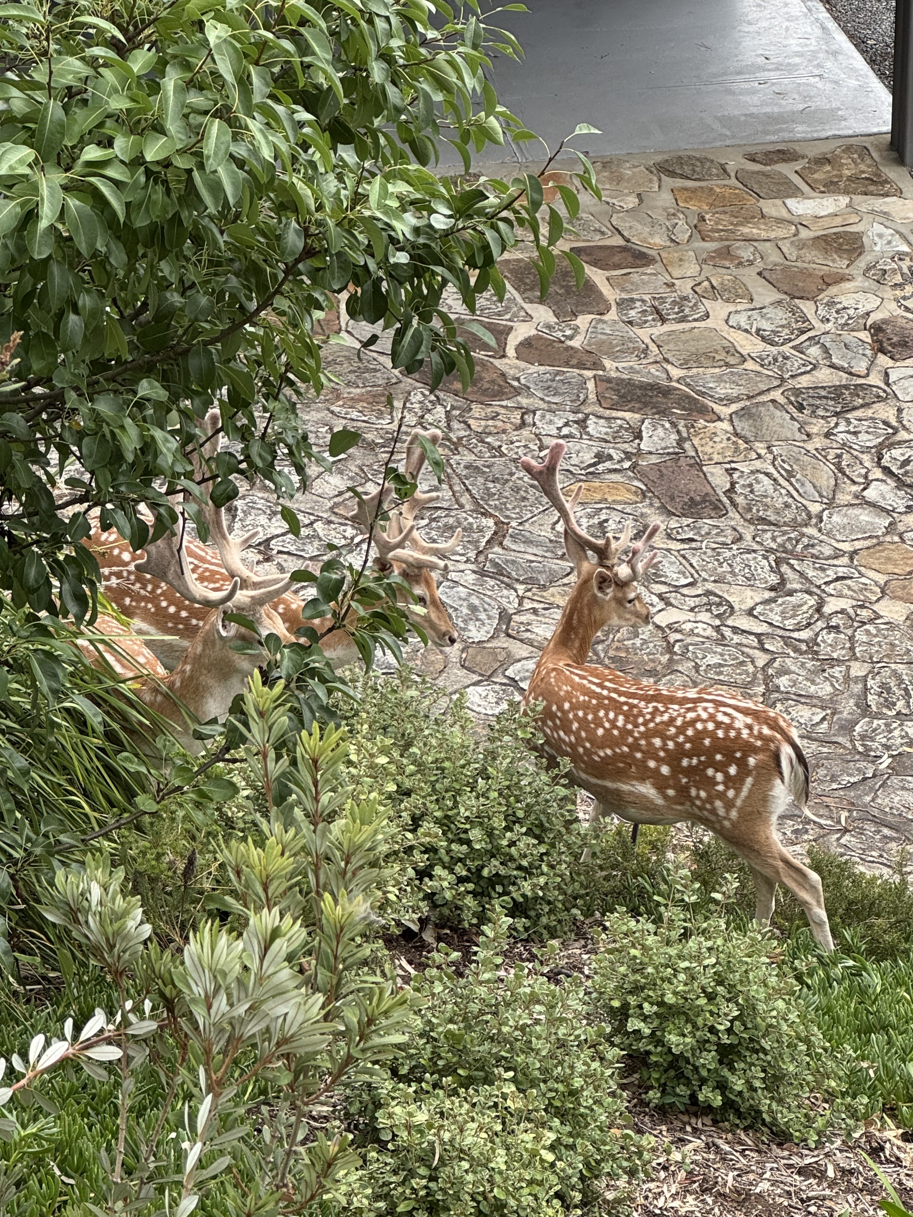 Fallow bucks 1