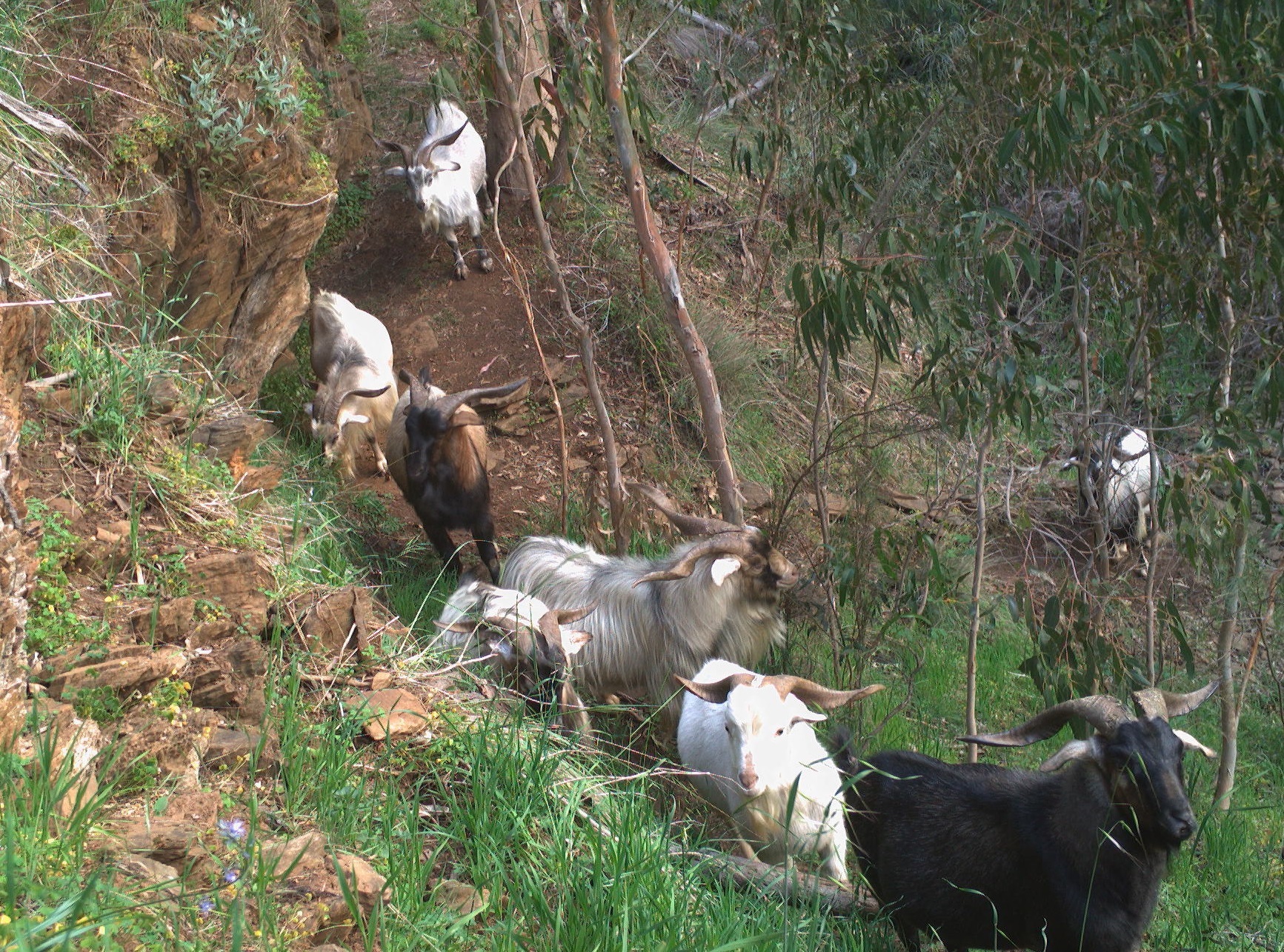Feral Goats