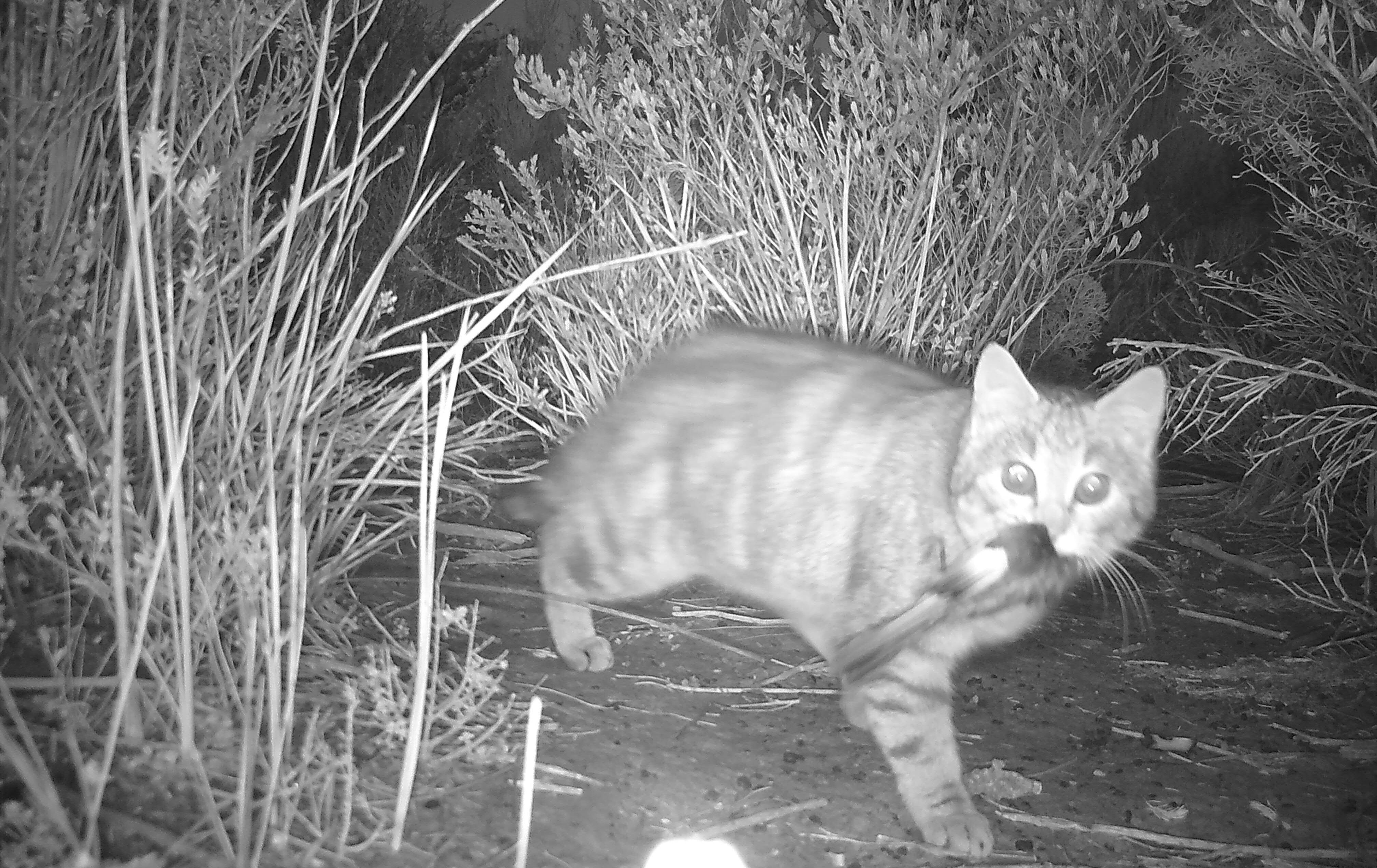Feral Cat Cresent Honeyeater