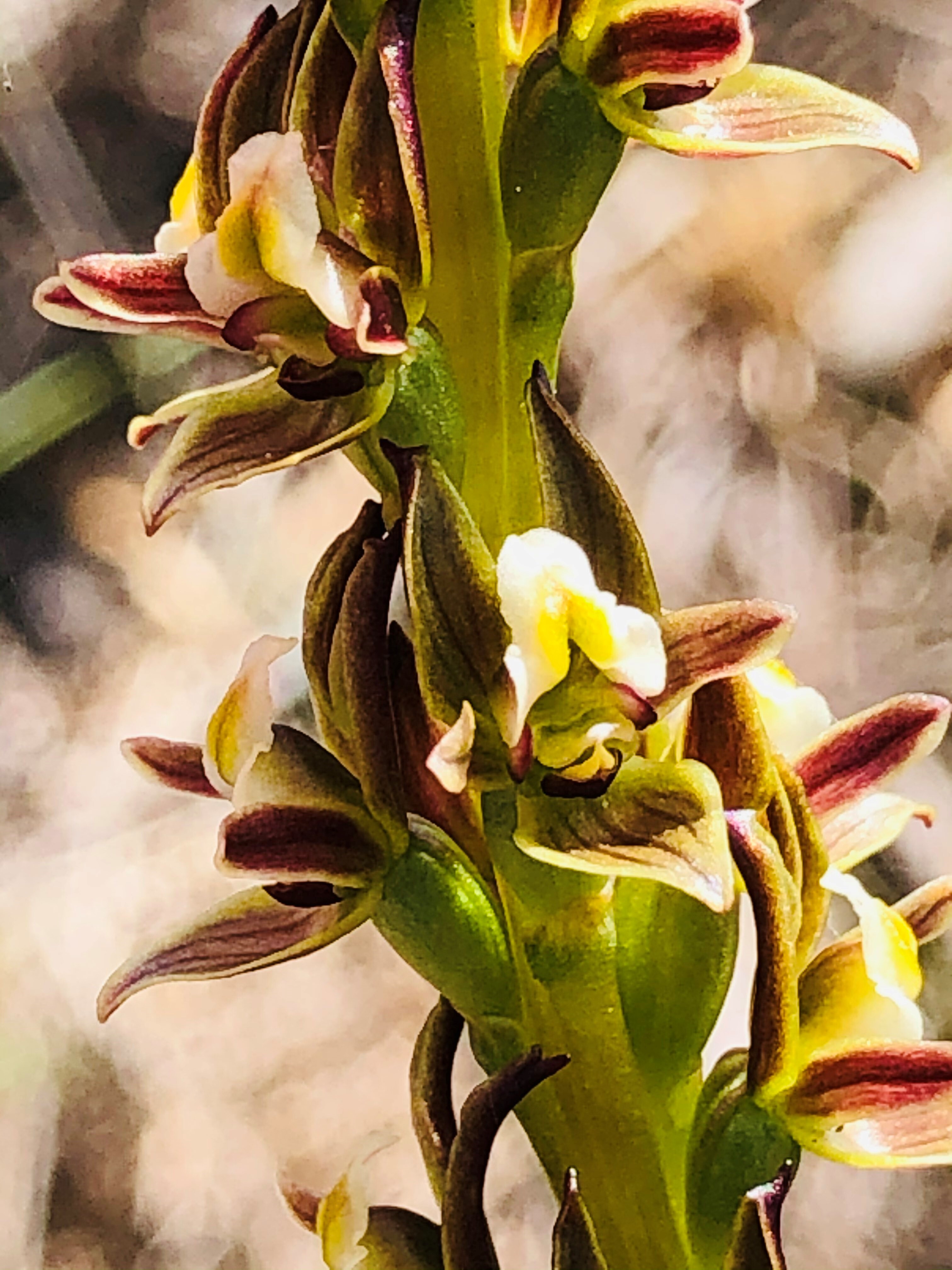 Fleurieu Leek Orchid 1 JS