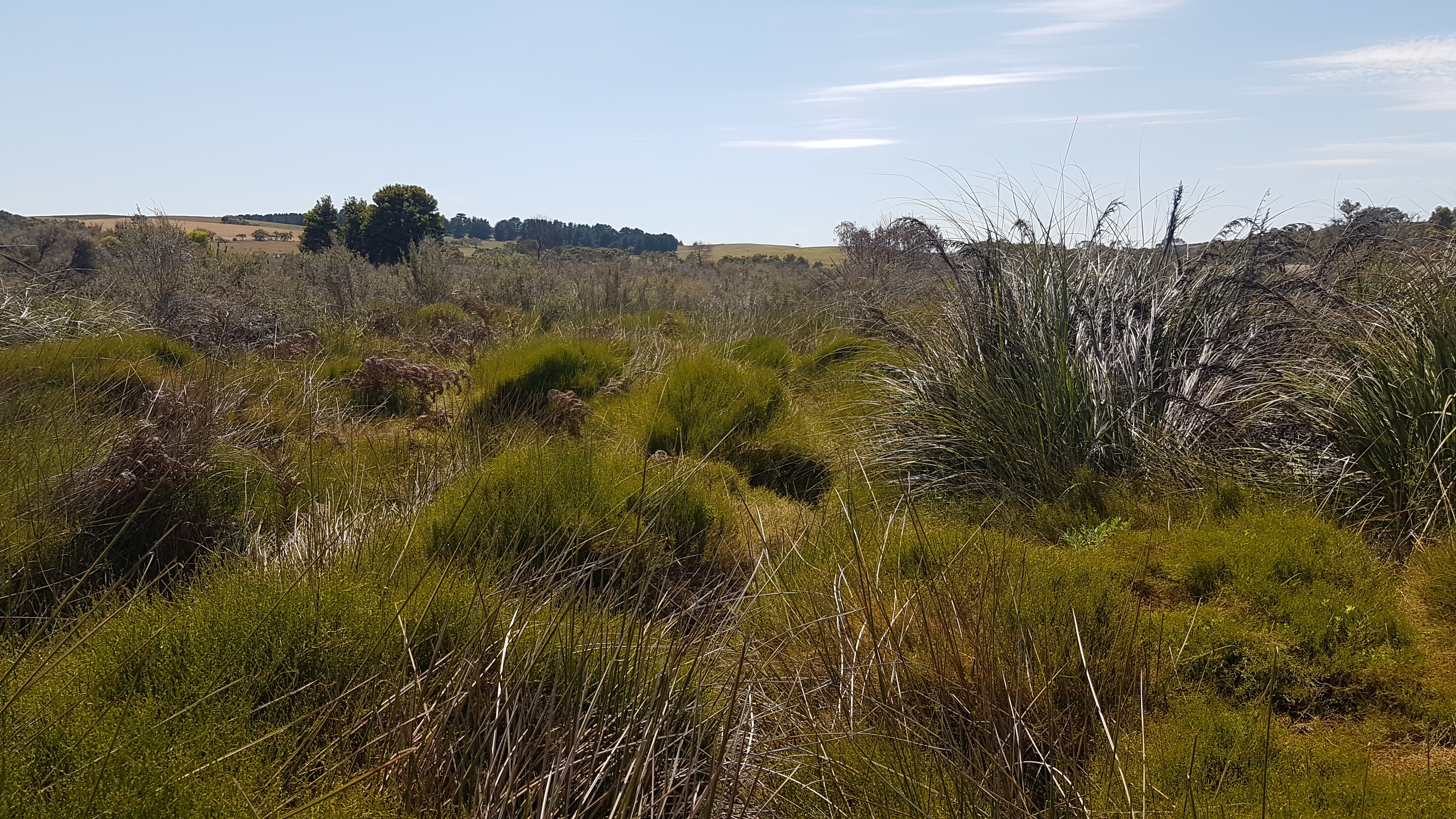 Fleurieu Peninsula Swamp 20181031 111453