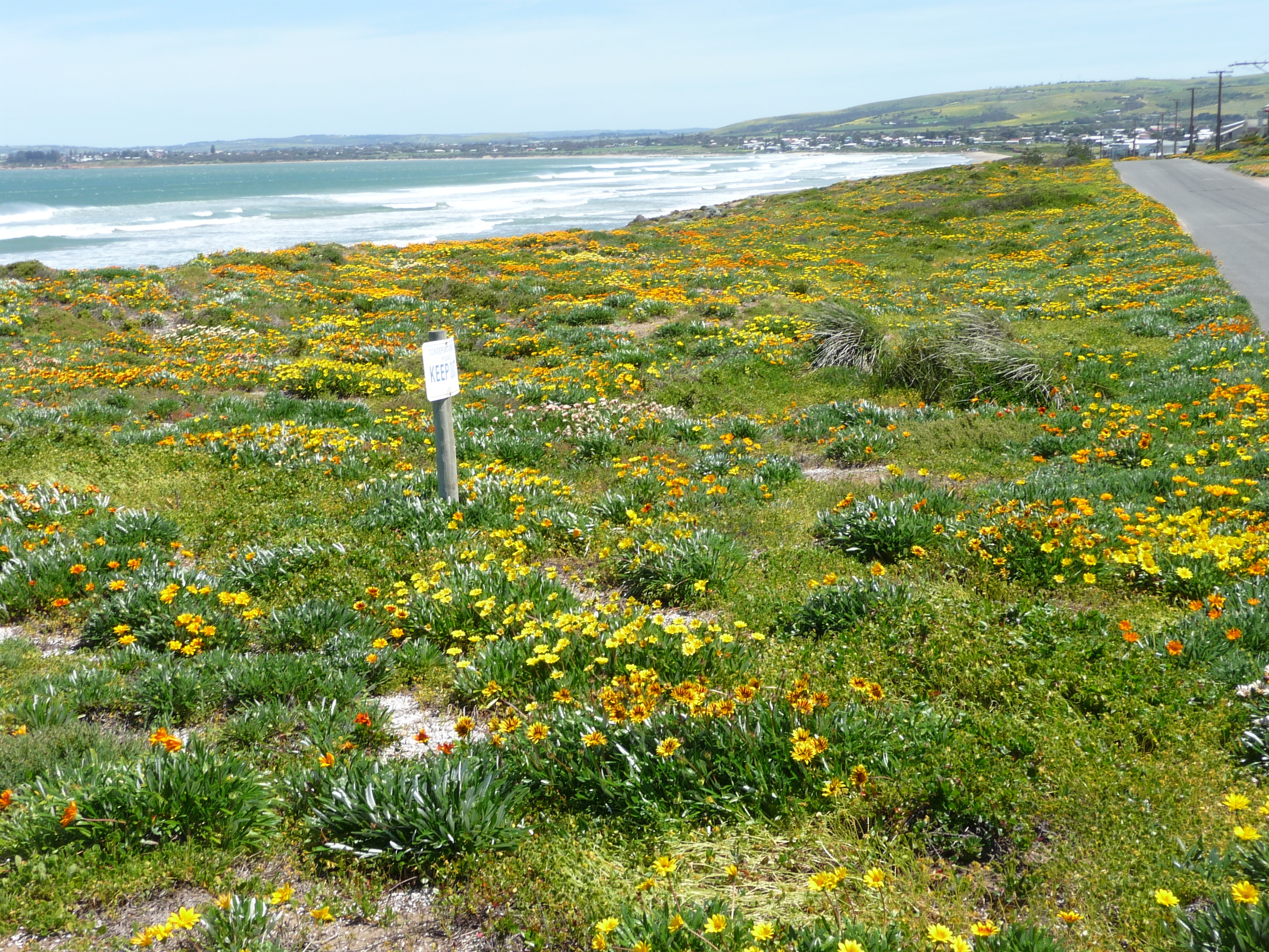 Gazania dunes middleton C Jackson