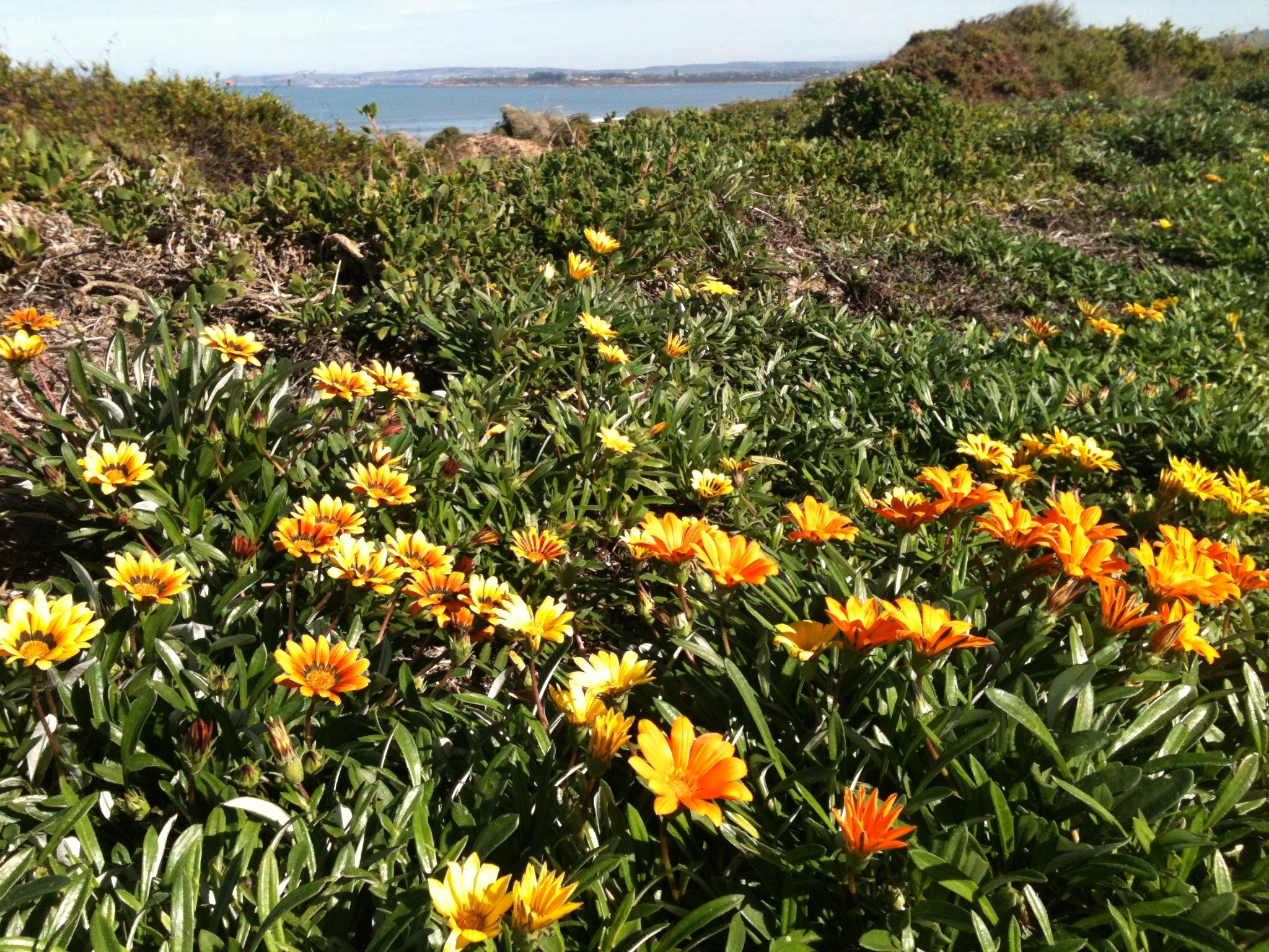 Gazania infestation coastal Caro Taylor