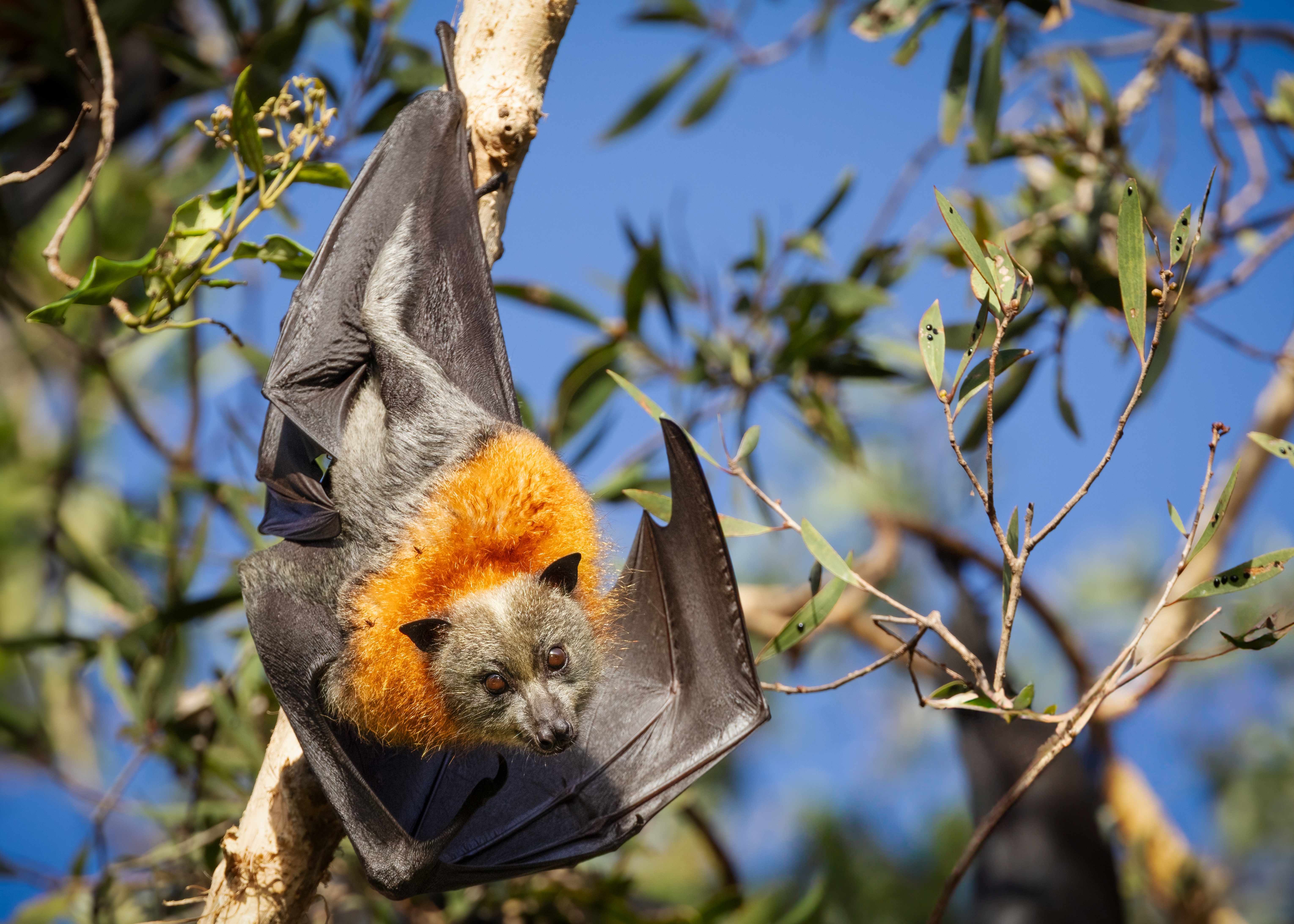 Grey Headed Flying Fox Small