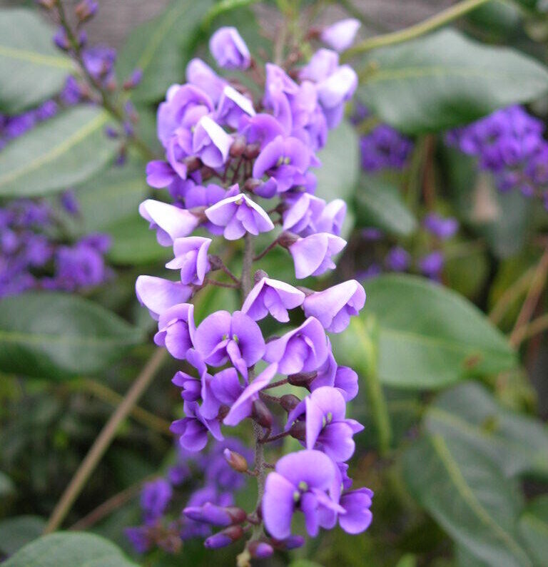 Hardenbergia violaecea close CW sept05