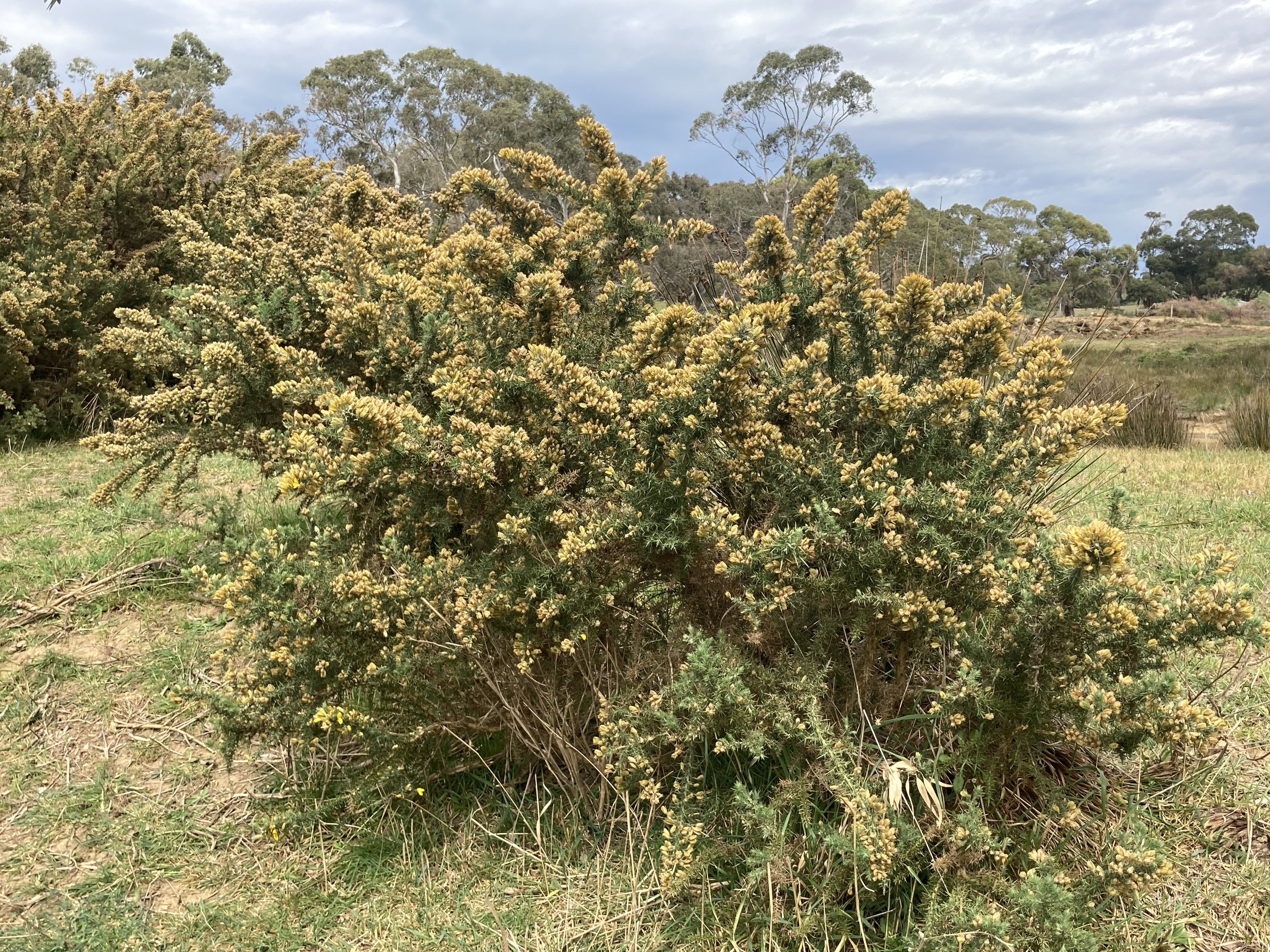Healthy Gorse