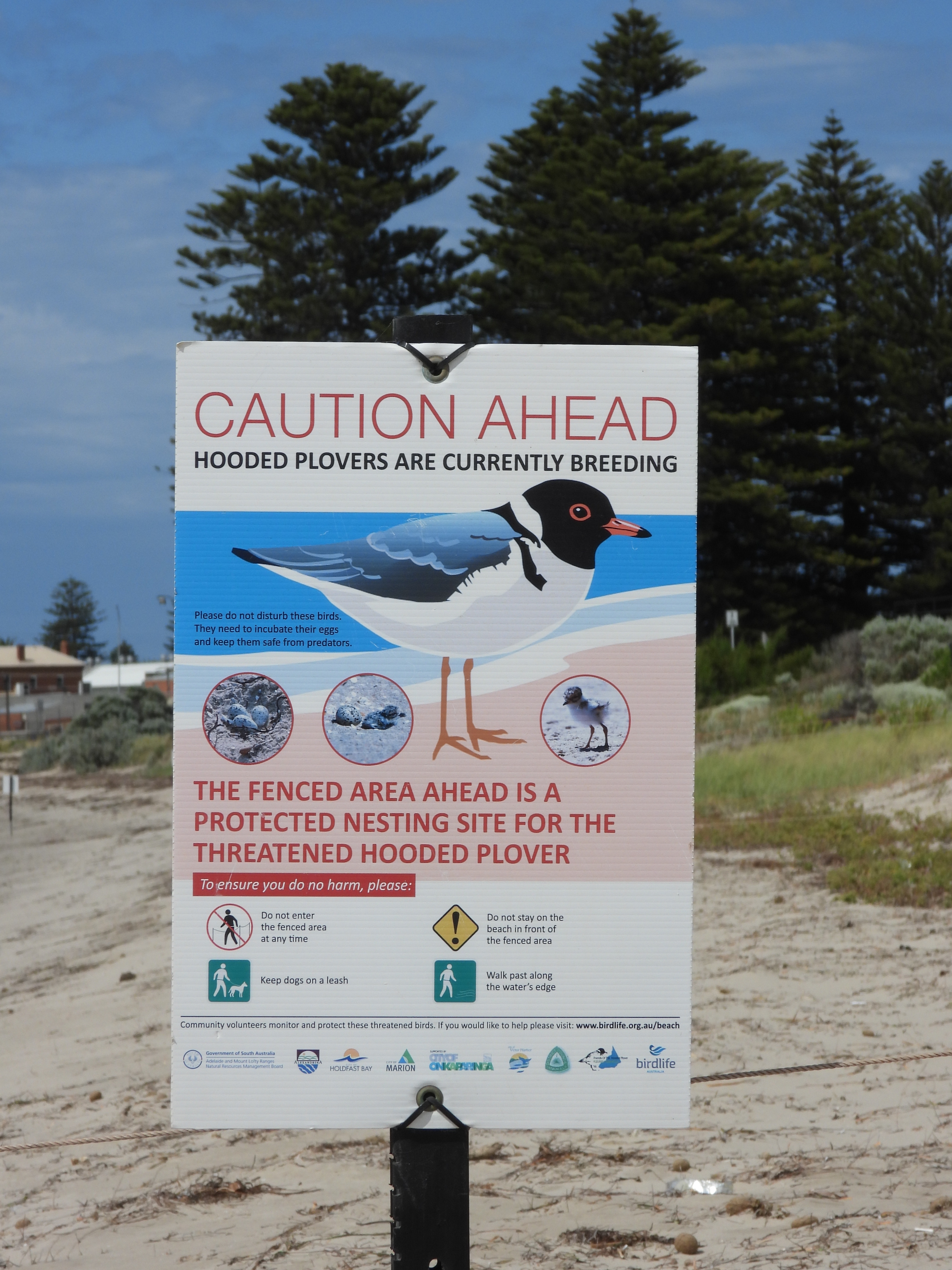 Hooded Plover Breeding sign Victor Central KB