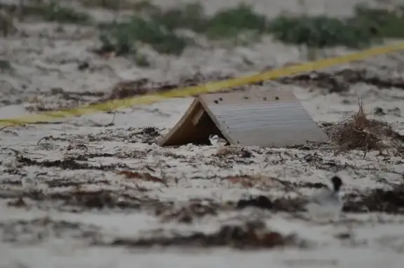 Hooded Plover Project