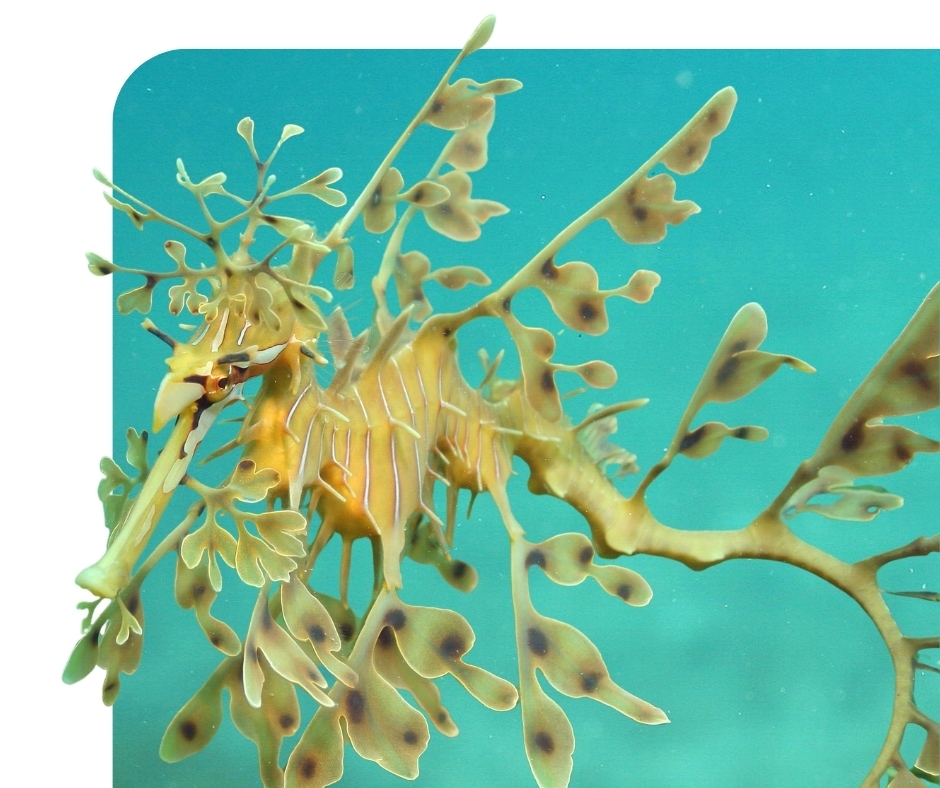 Leafy sea dragon 2