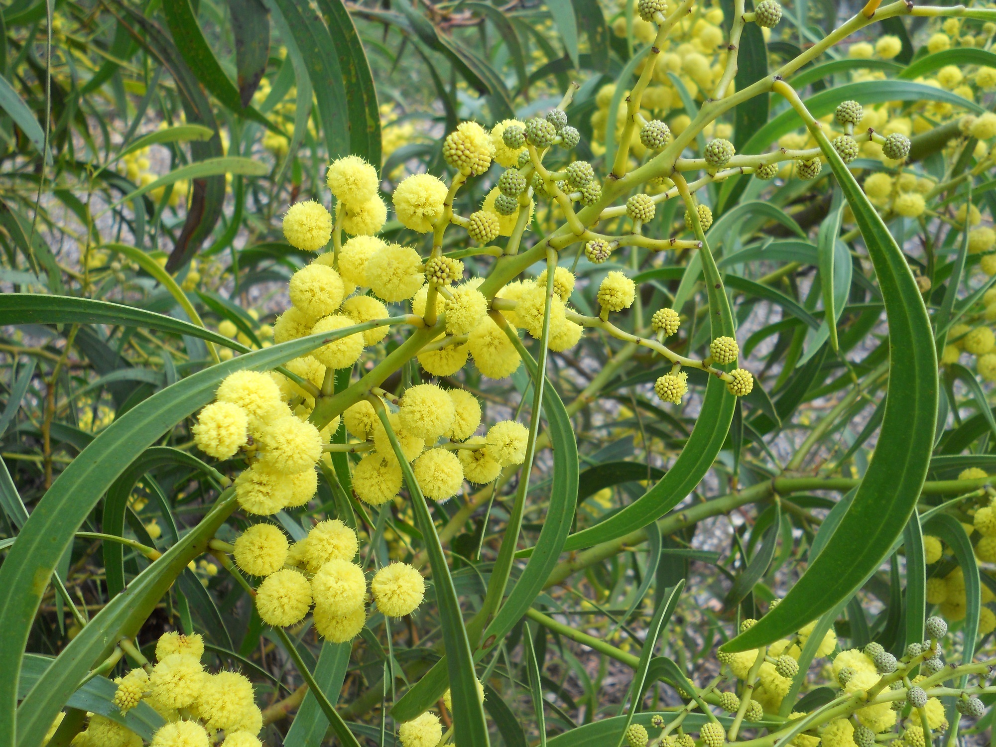 Local native golden wattle Acacia pycnantha