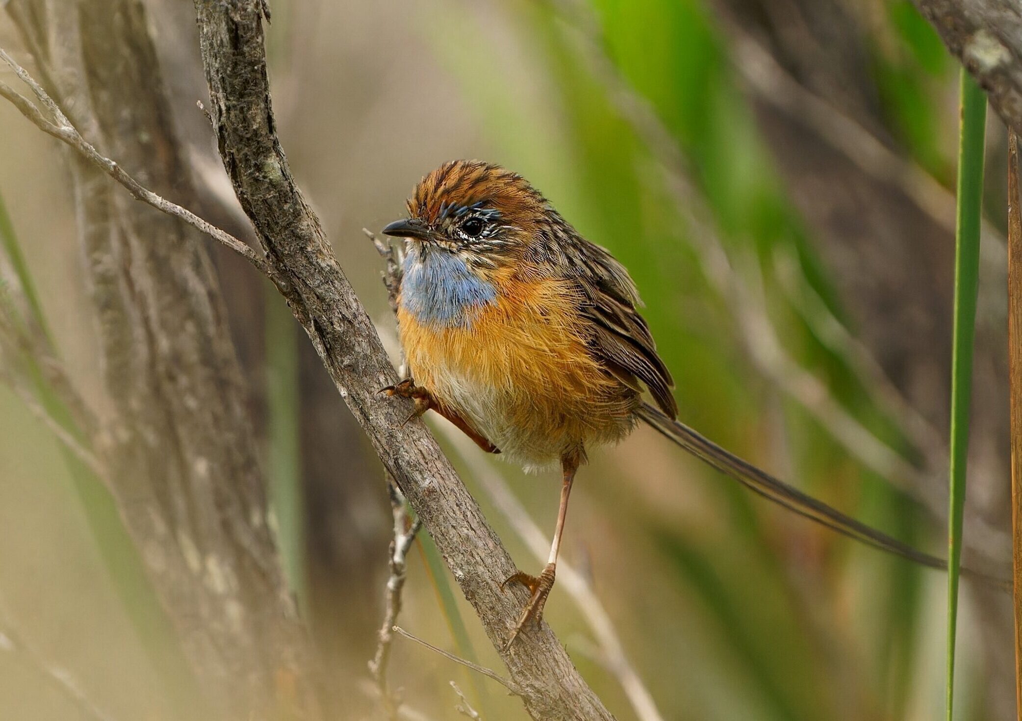 Mount Lofty Ranges Southern Emu Wren shutterstock 2264122993