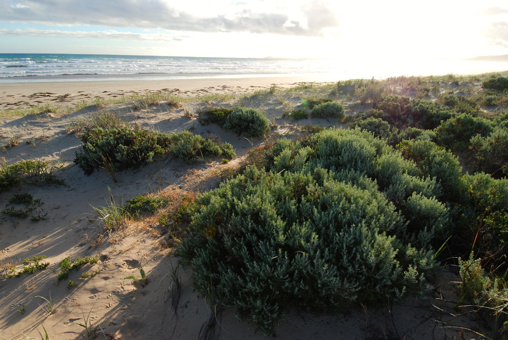 NRM f1g tokuremoar and goolwa by credit Bill Doyle