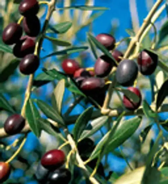 Olive feral or wild