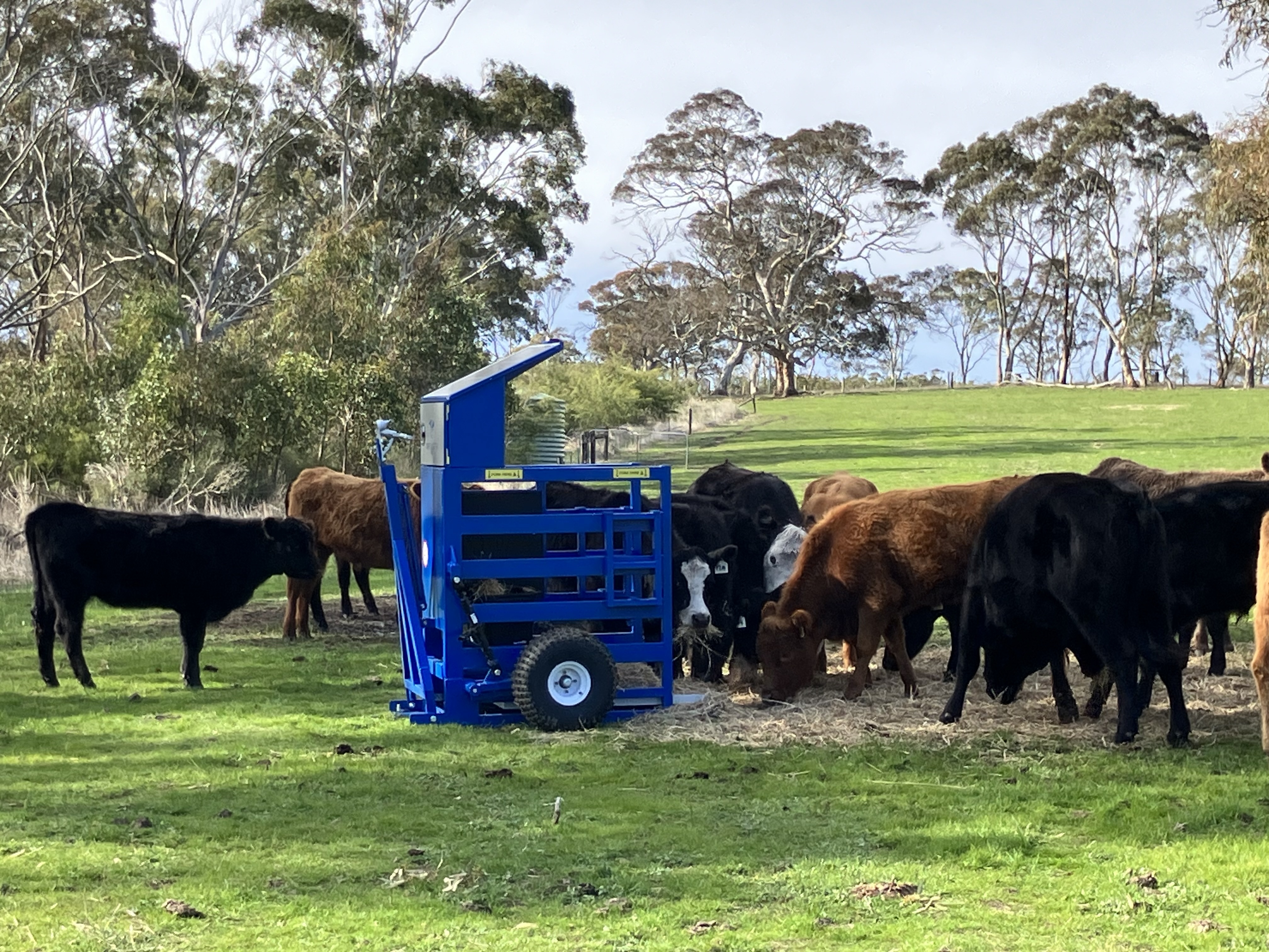 Optiweigh with cattle close