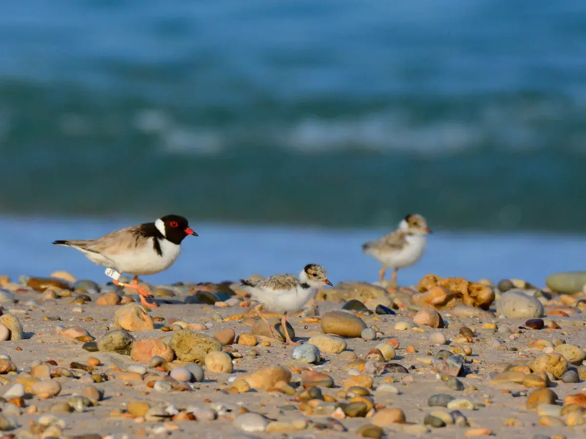 Our Plover Coast Sue and Ash Read