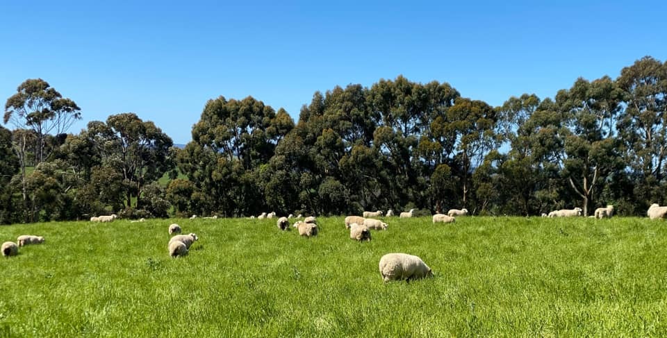Our Region Sheep Paddock
