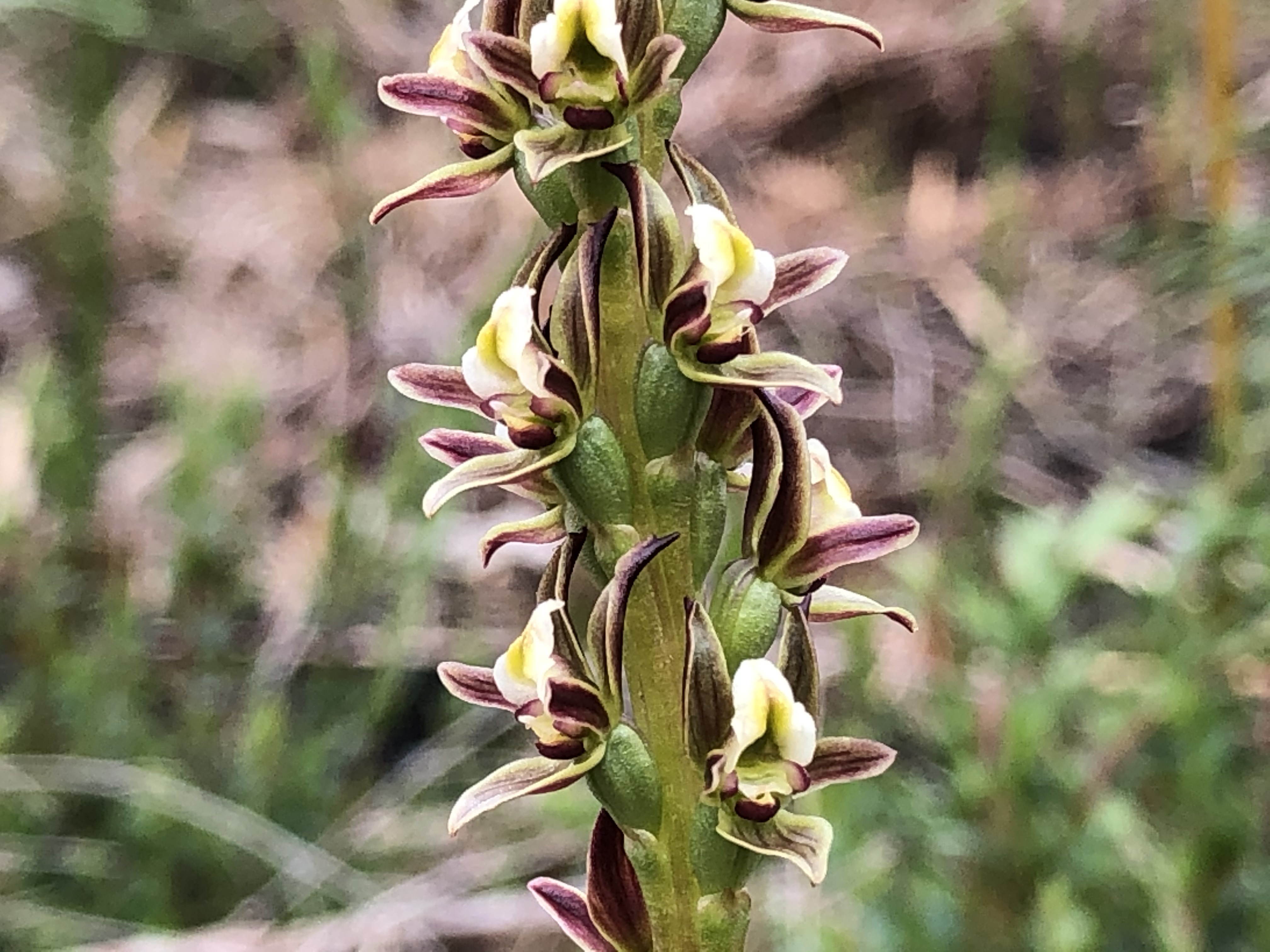 Prasophyllum murfetii endangered orchid Jerry Smith 2