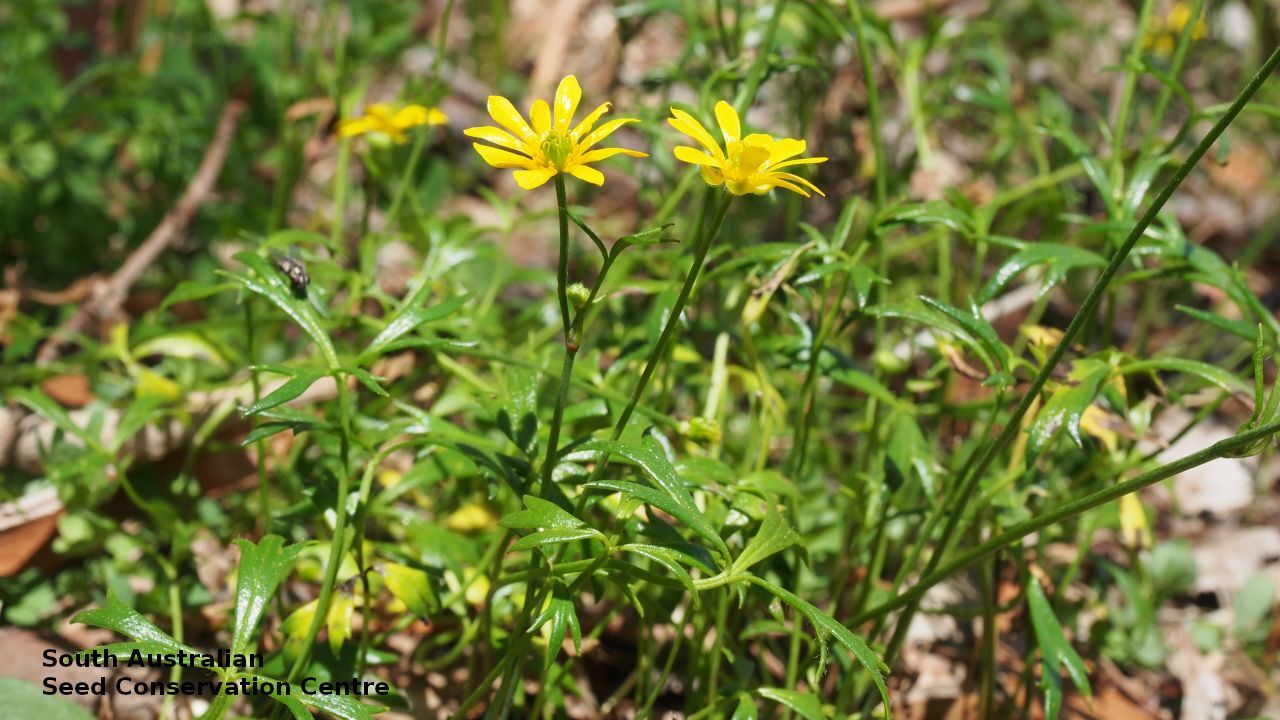 Ranunculus papulentus Stipituris plant