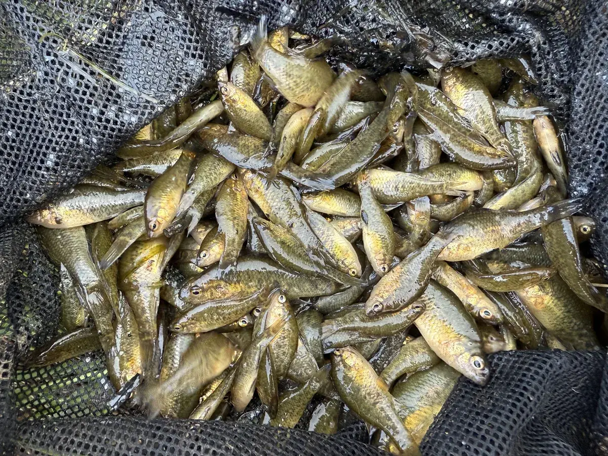 School of Yara pygmy perch