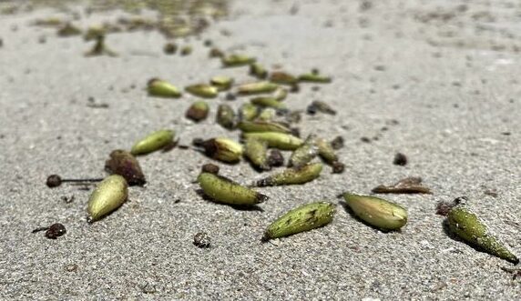 Seagrass fruit on sand Oz Fish