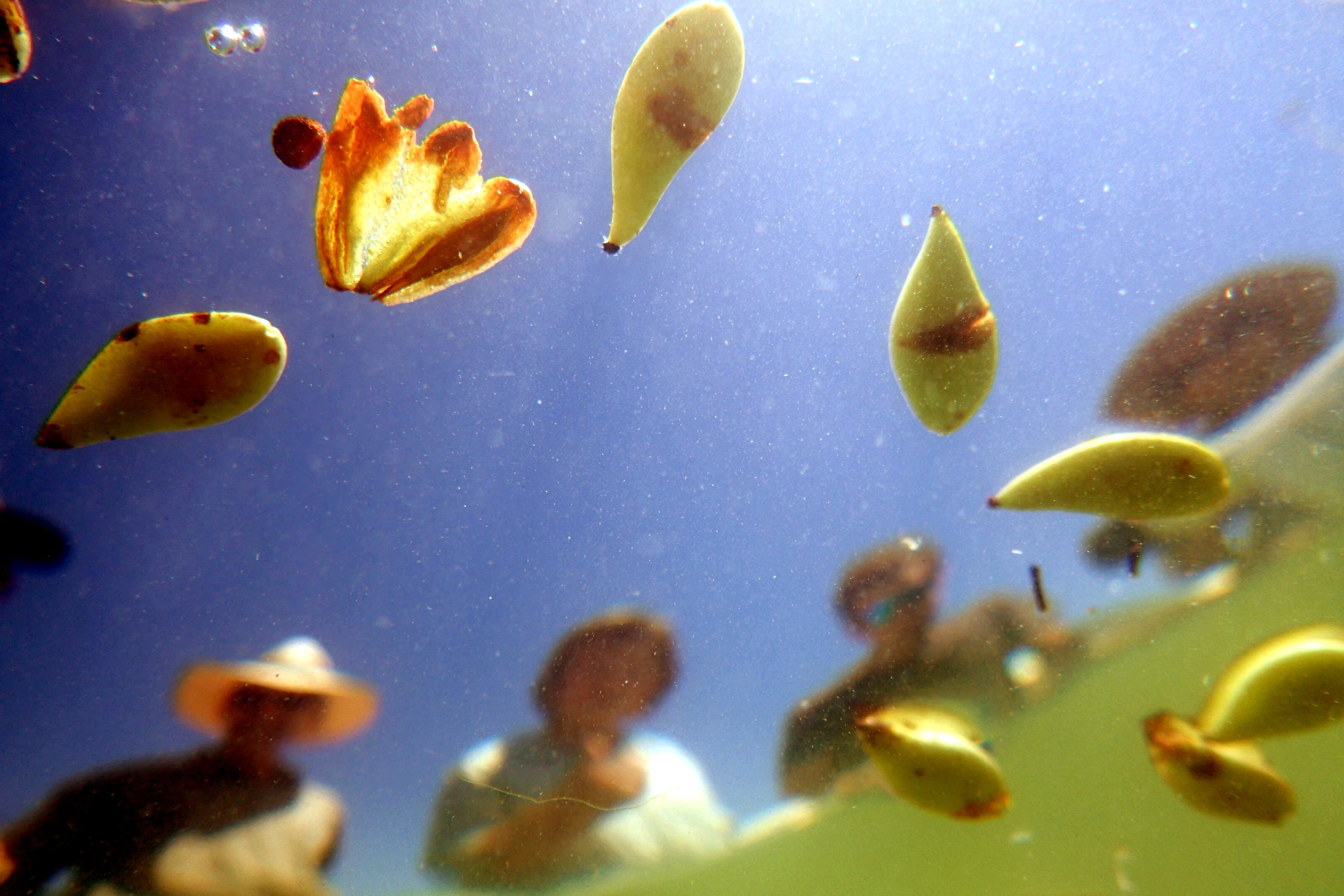 Seeds For Snapper 20 Dec Tony Flaherty1790