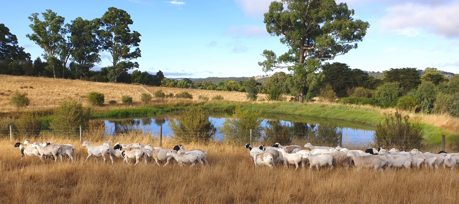 Sheep outside fenced dam at Keith Freegards Kersbrook property Jan 2023
