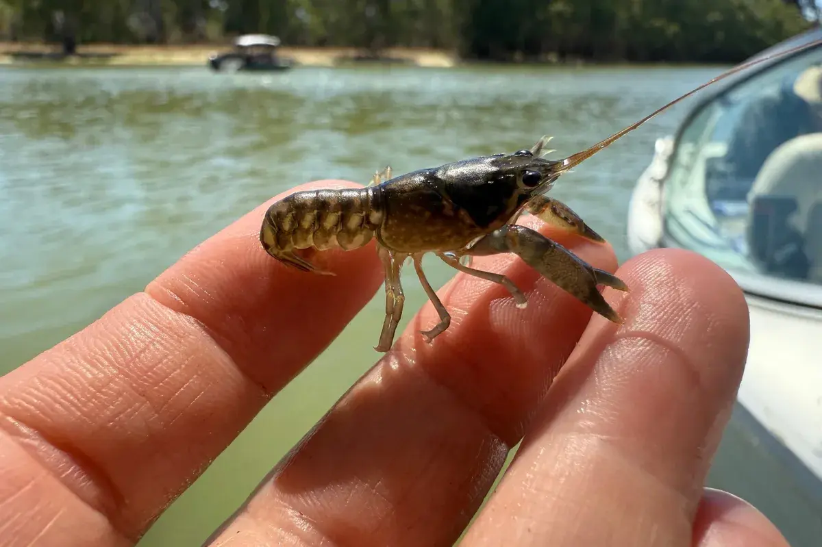 Small Fish