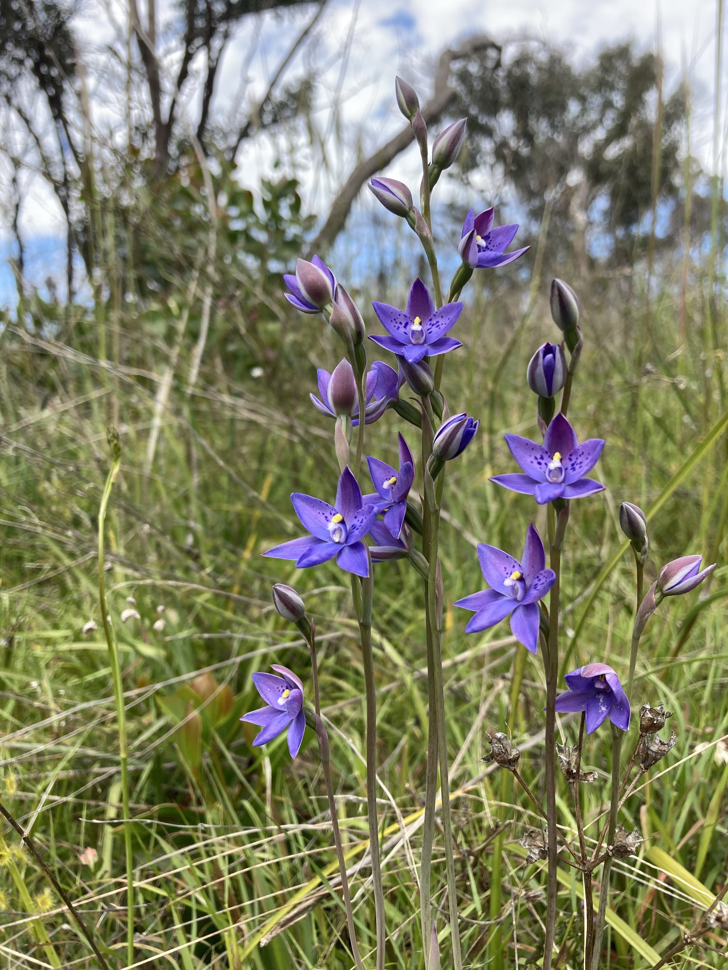 Spotted Sun Orchid Native Vegetation